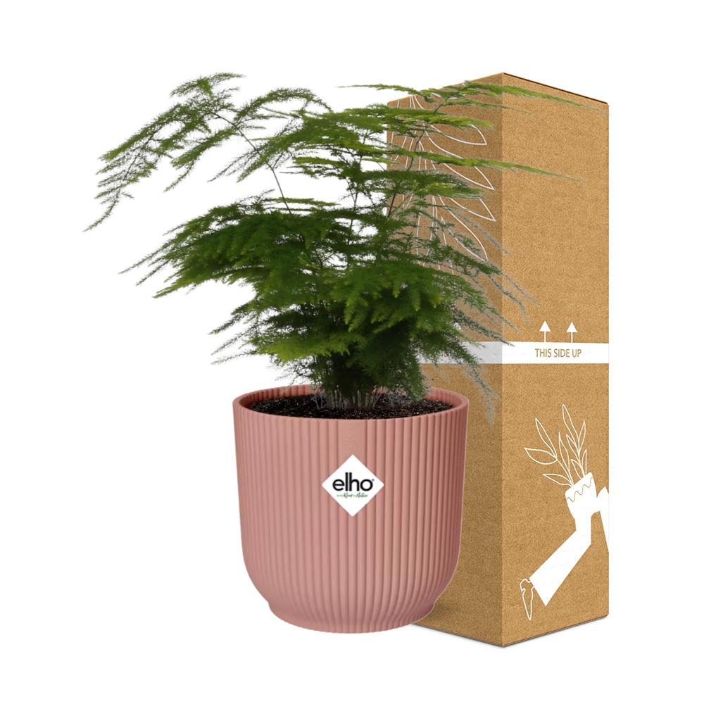 Asparagus Setaceus ‘Plumosus’ im ELHO Vibes Fold 14cm Topf rosa