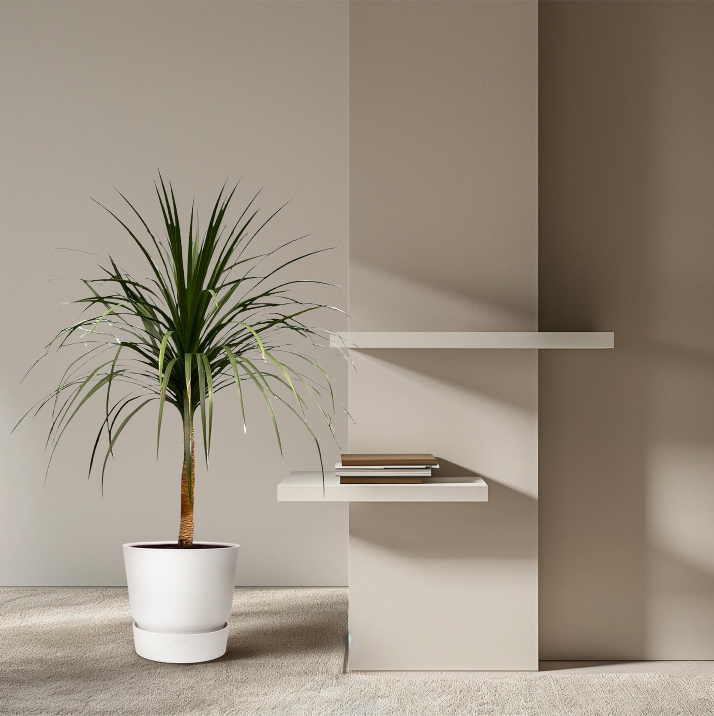 Dracaena Draco – Majestätischer Drachenbaum 120 cm
