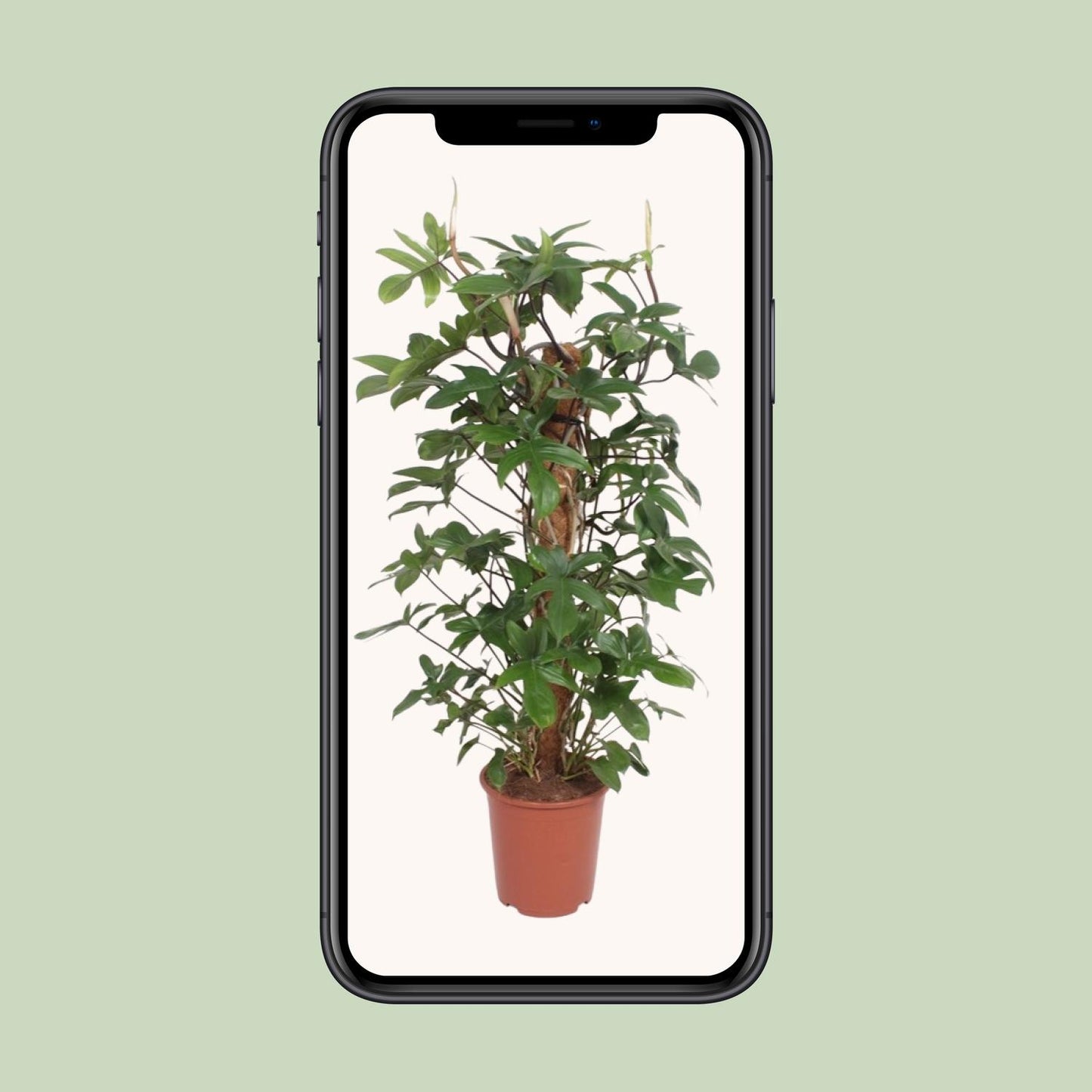 Philodendron Pedatum – pflegeleichte XXL Zimmerpflanze Ø27cm