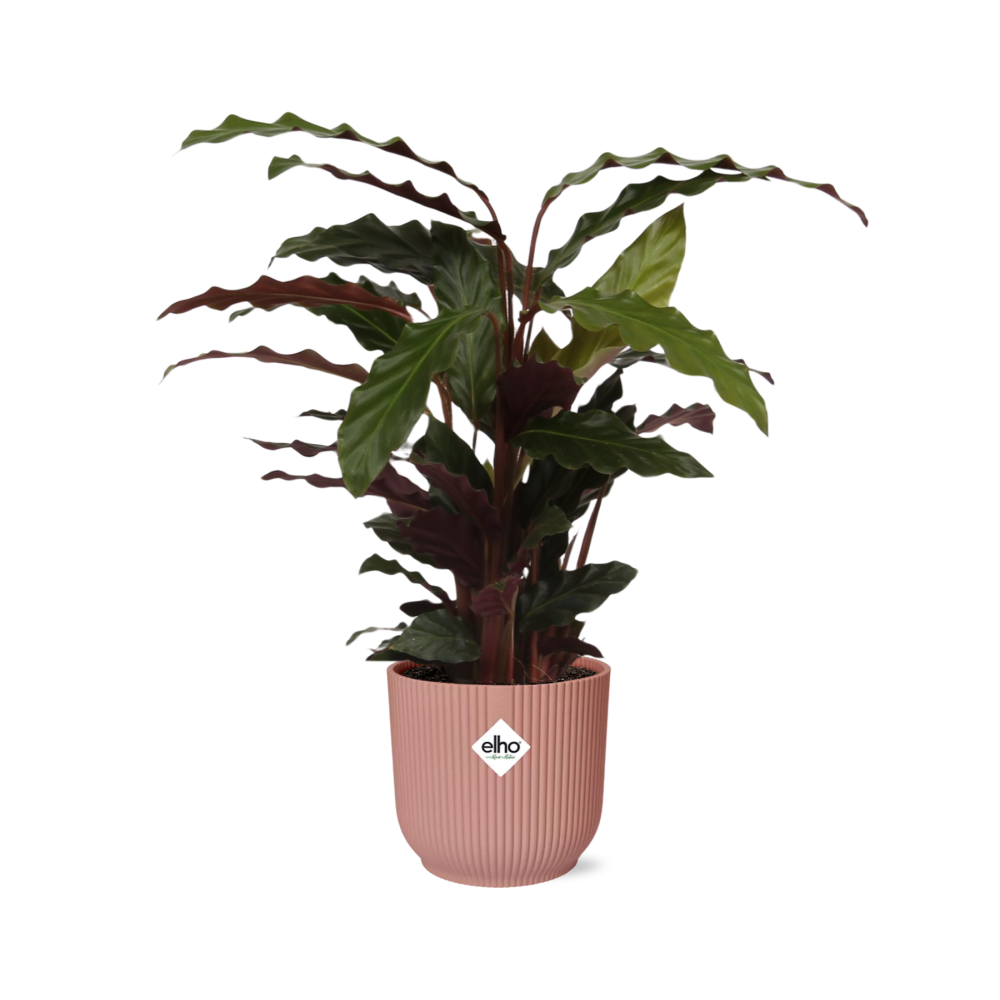 Calathea Rufibarba ‘Tropistar’ in ELHO Vibes Fold 14cm rosa