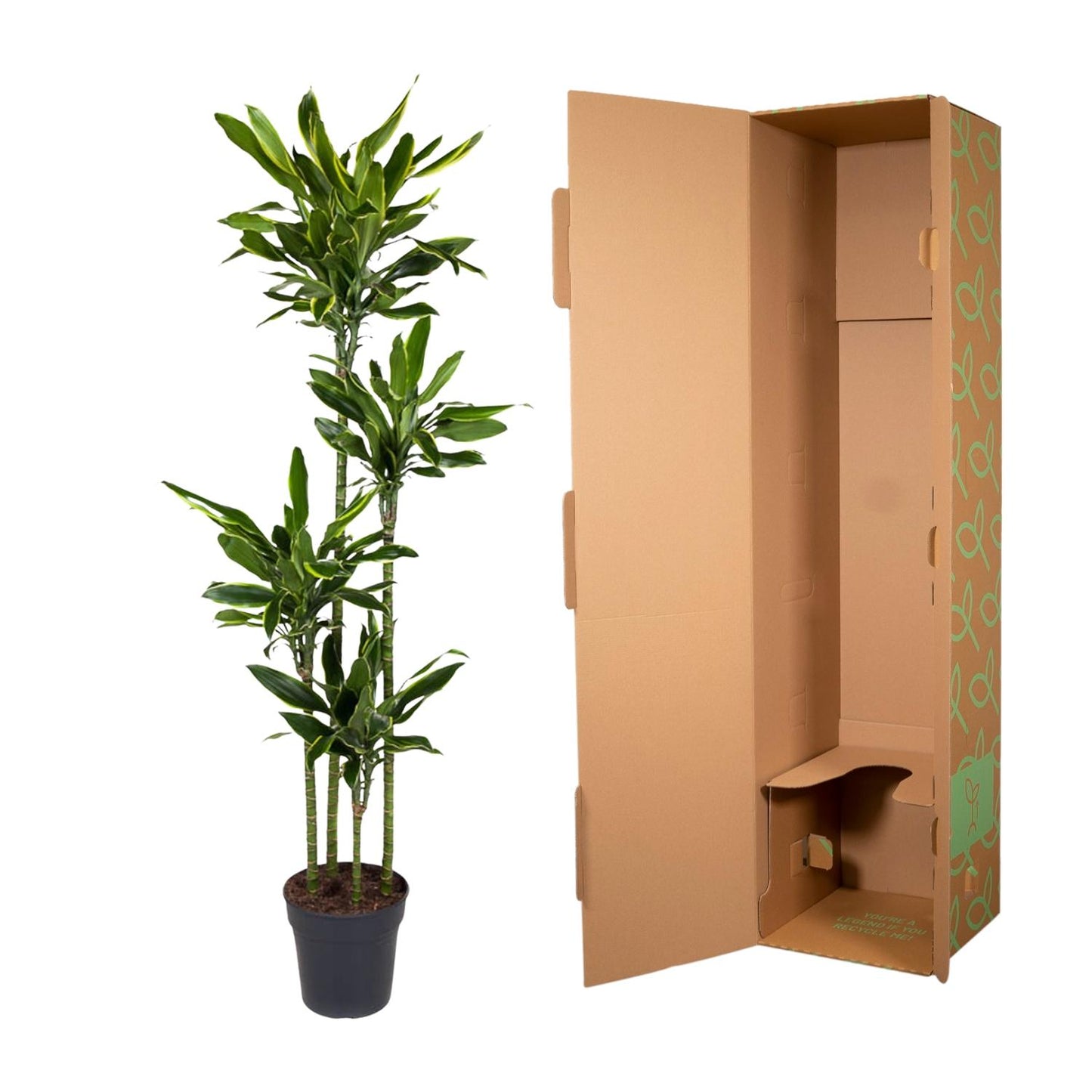 Dracaena Golden Coast – Stilvolle XXL Zimmerpflanze 170 cm