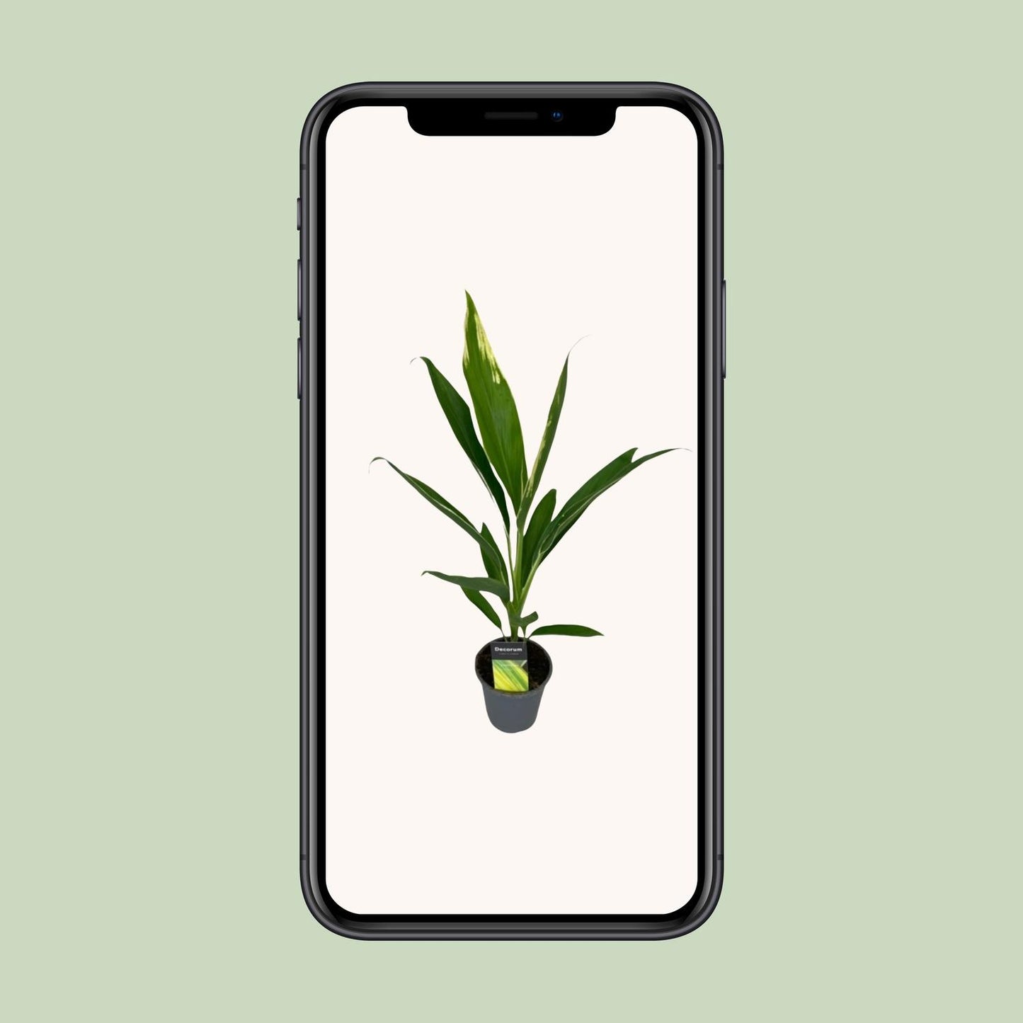 Cordyline Conga Ø12cm – Tropisch & Pflegeleicht