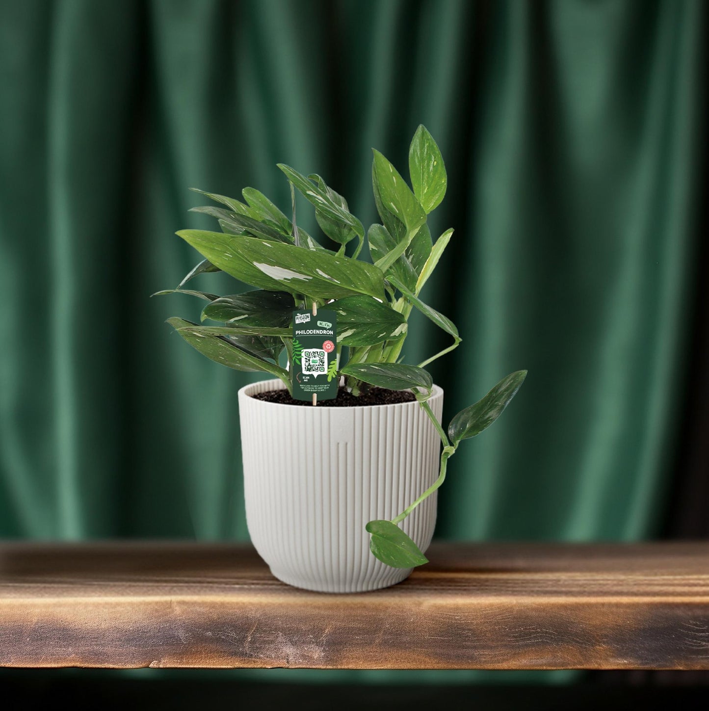 Philodendron Cobra Toef – Pflegeleichte Zimmerpflanze Ø17cm