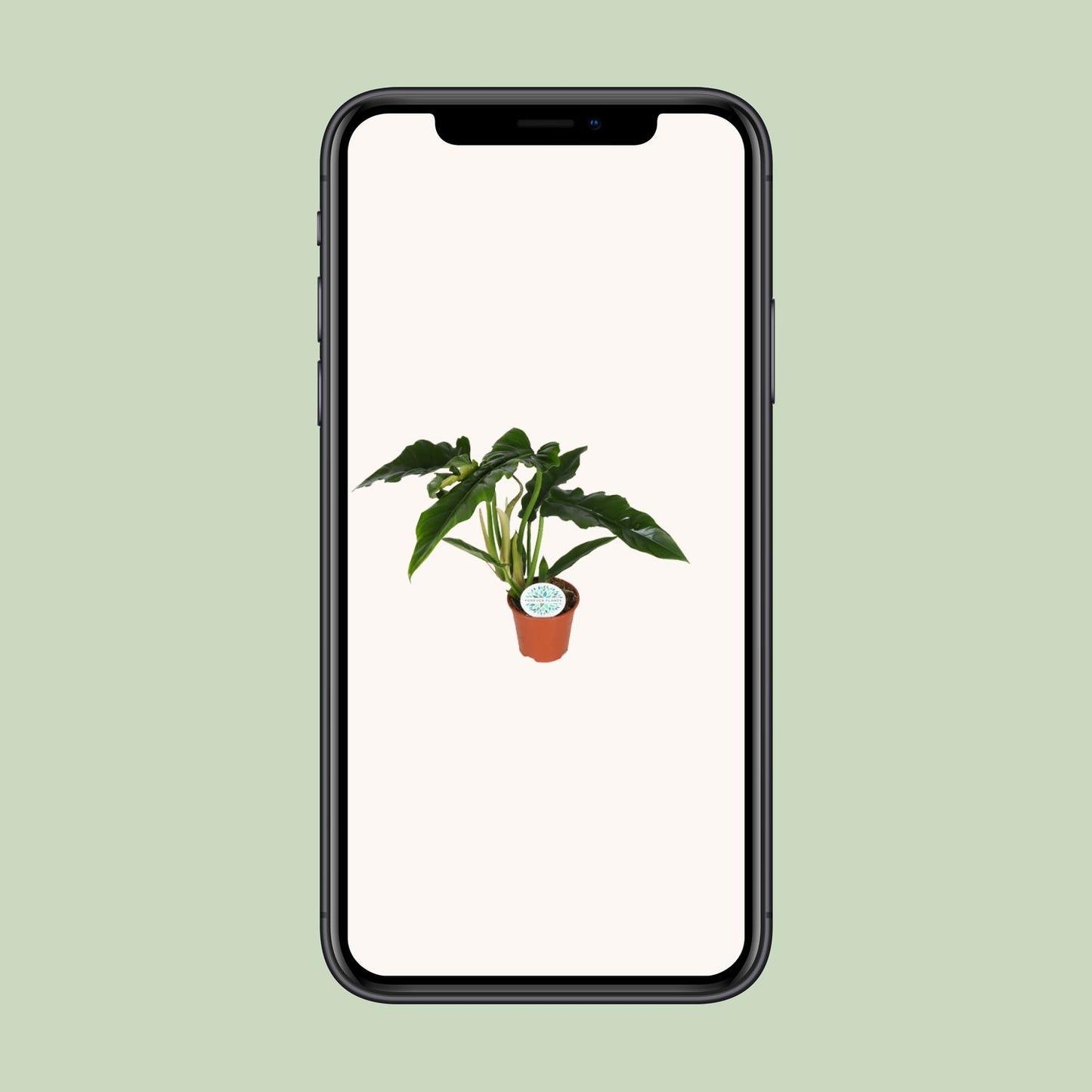 Philodendron Narrow – Pflegeleichte & elegante Zimmerpflanze Ø14cm