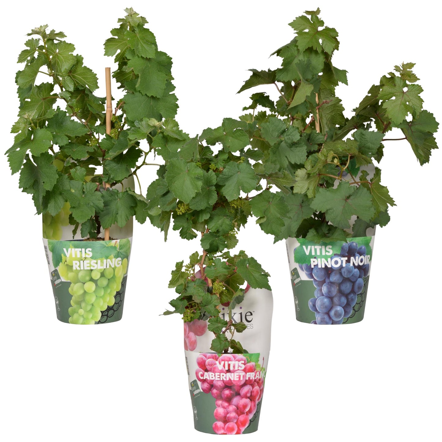 3er-Set Vitis Pixie Mix – pflegeleichte Zimmerpflanzen Ø14cm