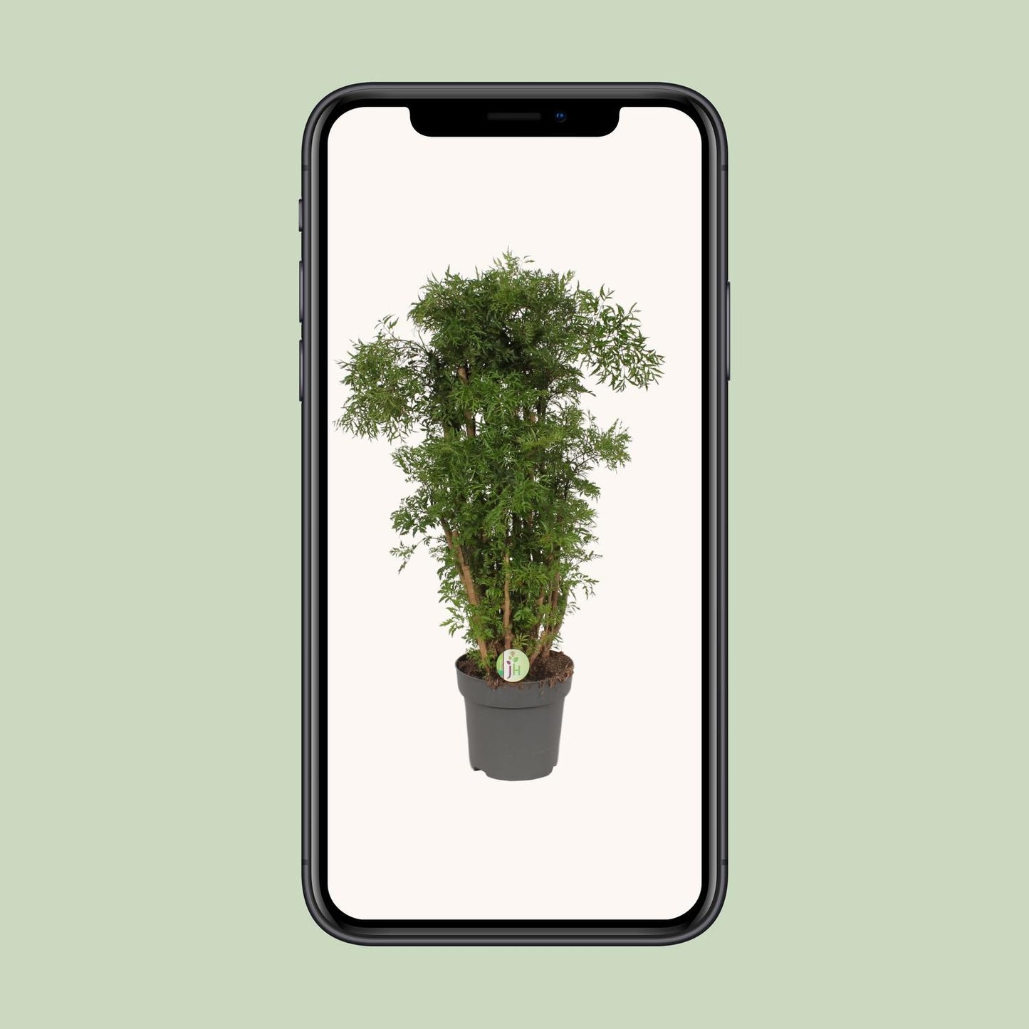 Polyscias Hawaiian – Exotische XXL Zimmerpflanze Ø24cm, 95cm hoch