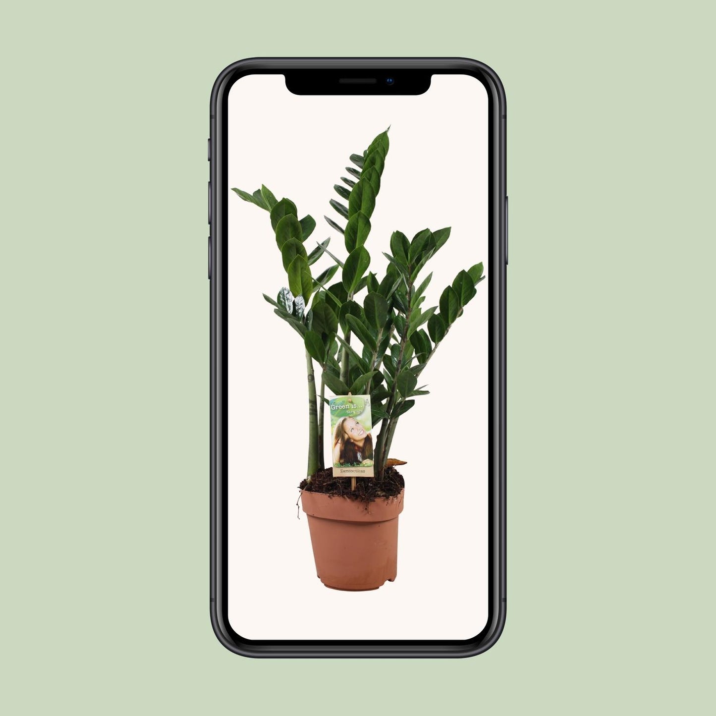 Zamioculcas (ZZ-Pflanze) 80-85 cm im Ø17 cm Topf