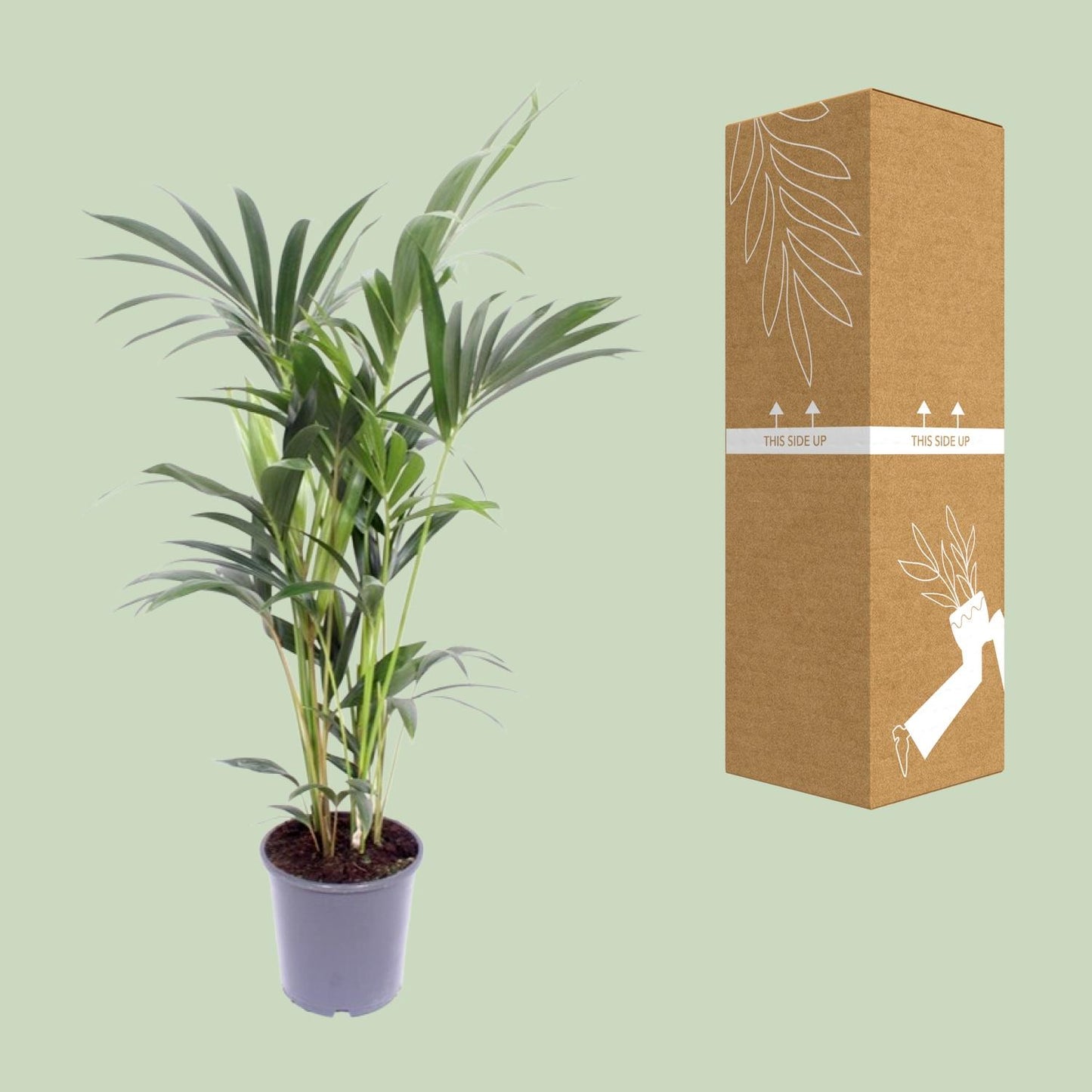 Howea Forsteriana (Kentia-Palme) Ø17cm, 75cm hoch