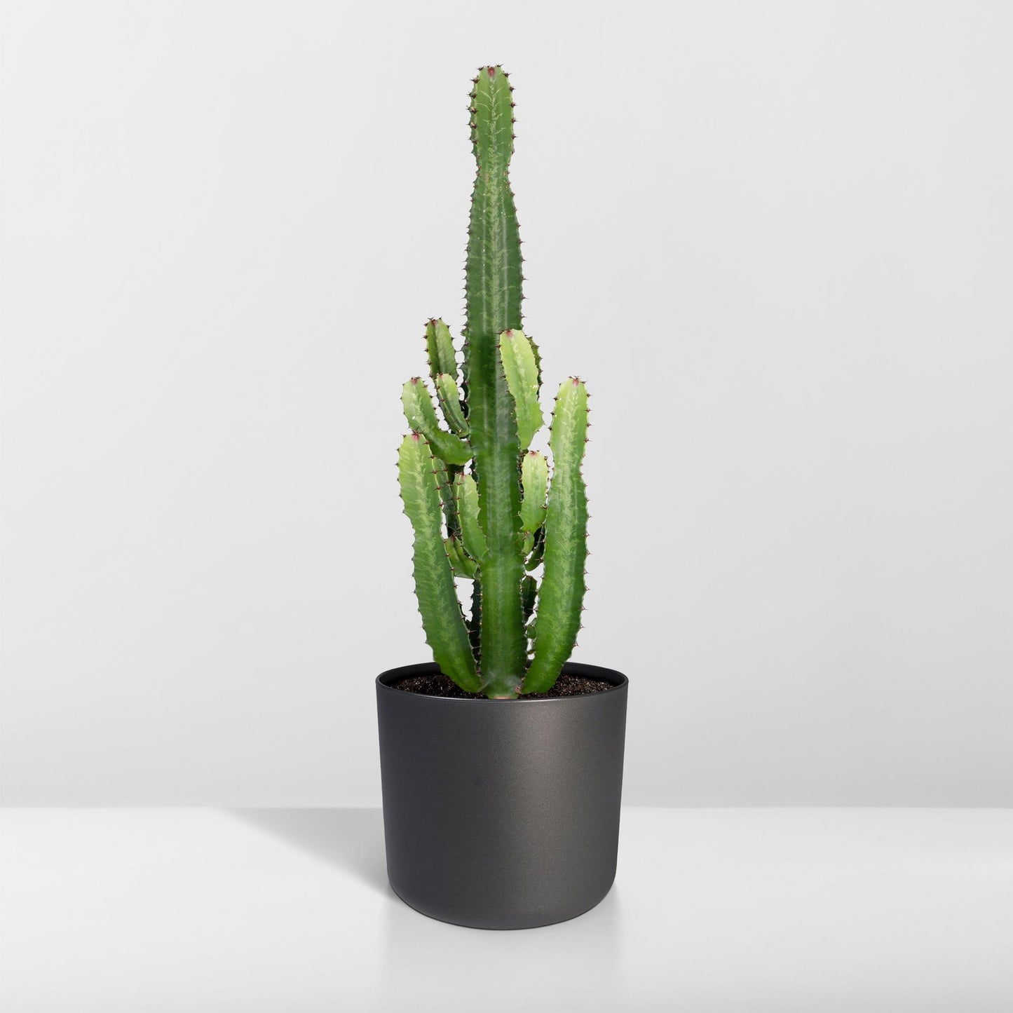 Euphorbia Acrurensis Ø24cm - Exotische Wüstenpflanze bis 80cm