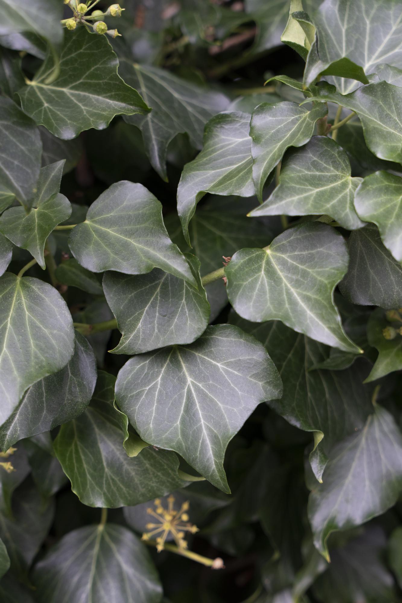 Hedera hibernica – Pflegeleichter, immergrüner Efeu Ø15cm