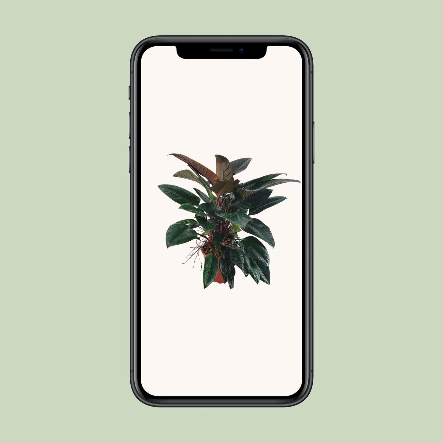 Philodendron Congo Rojo – Pflegeleichte XXL-Zimmerpflanze Ø27 cm