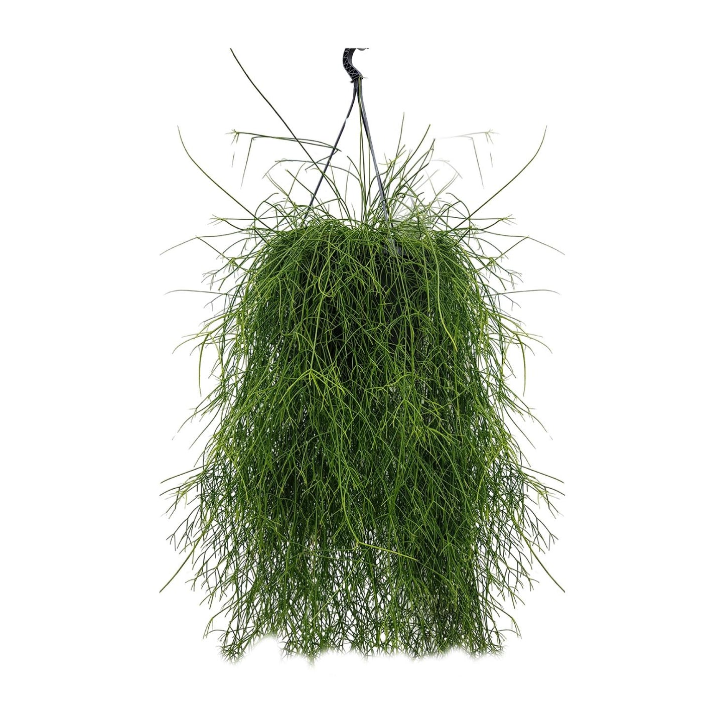 Rhipsalis Cassutha – Pflegeleichter Mistelkaktus Ø25cm