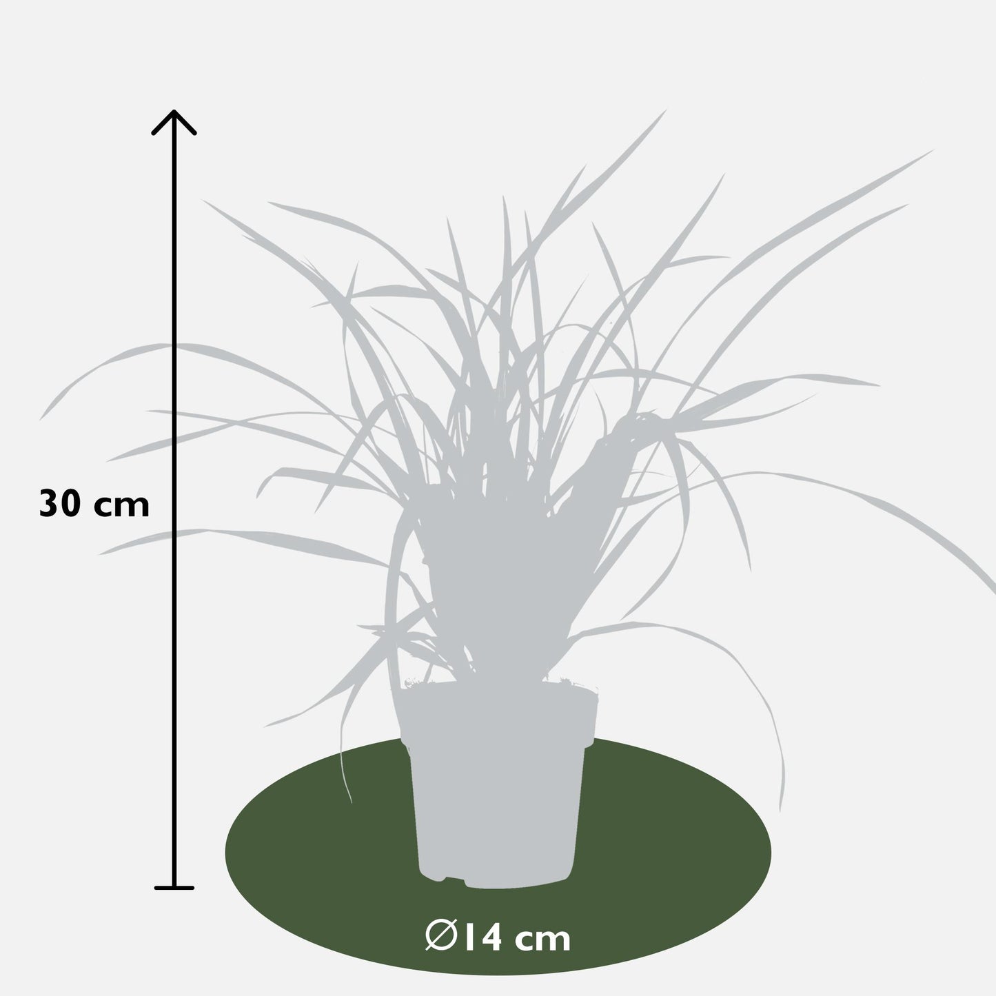 3x Carex morrowii 'Irish Green' - Robust & Pflegeleicht Ø14cm