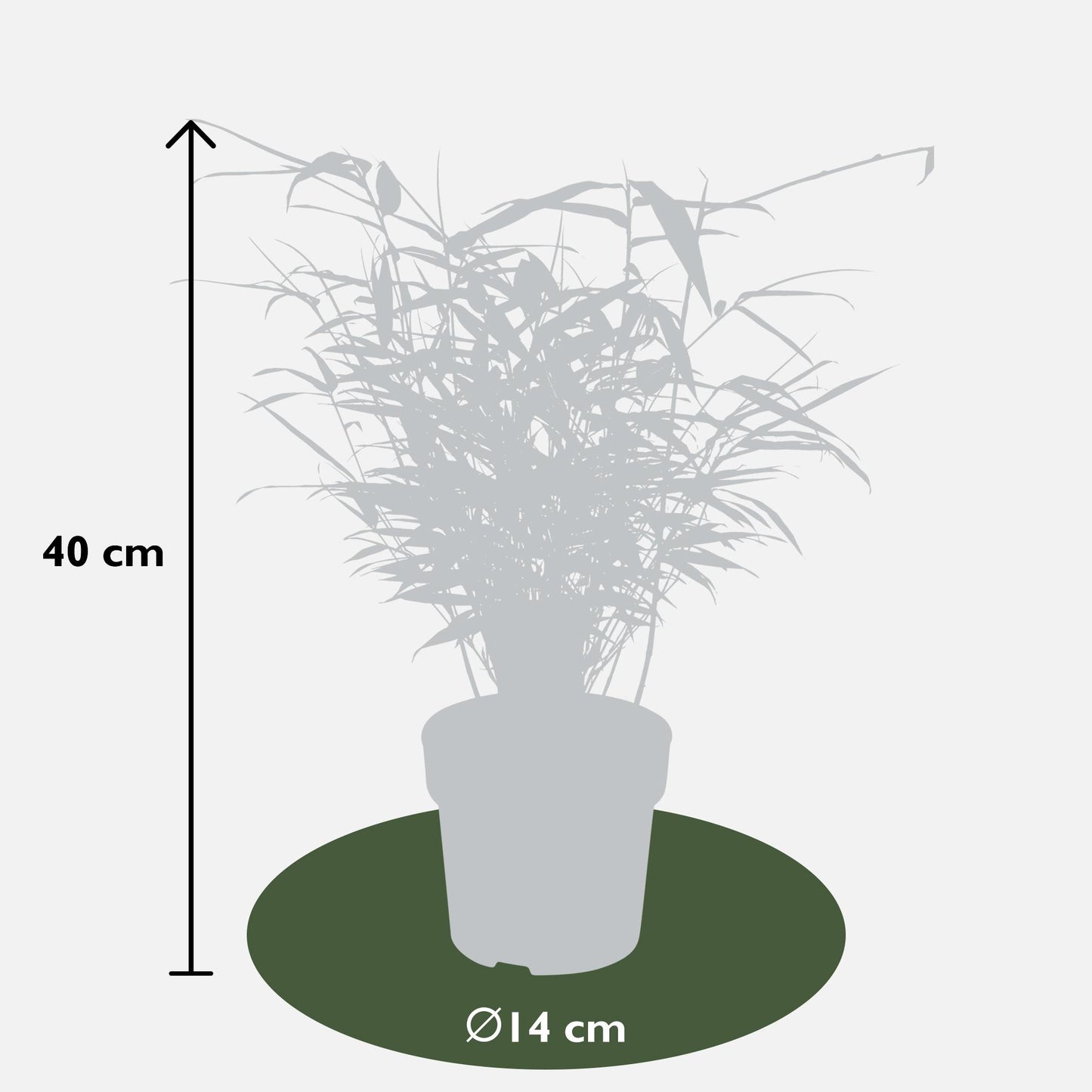 8x Fargesia rufa Bambus - 40 cm Höhe, Ø 14 cm Topf