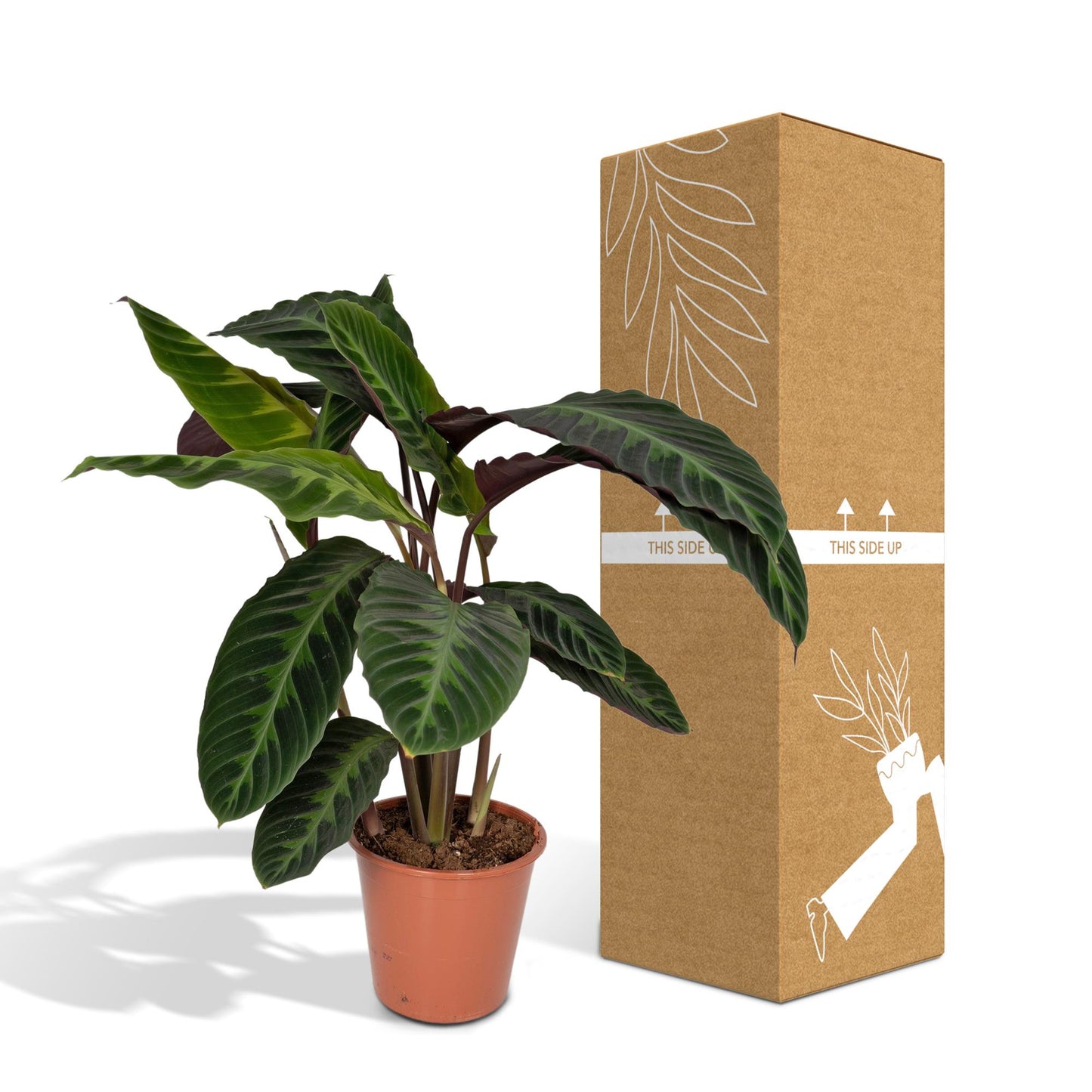 Calathea Warscewiczii – Pfauenpflanze Ø19cm, 70cm hoch