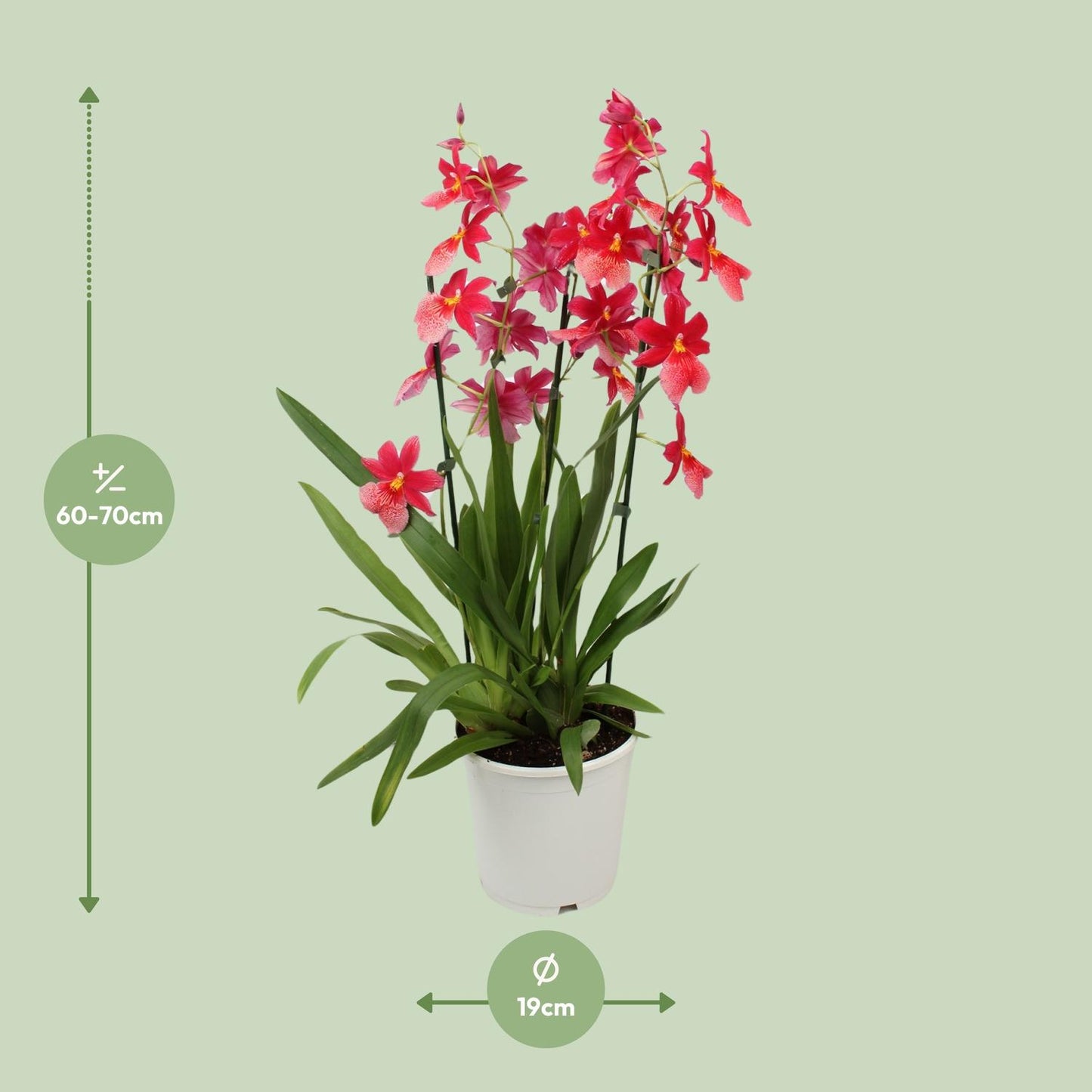 Orchidee Cambria Nelly Isler – Ø19cm, ca. 70cm hoch