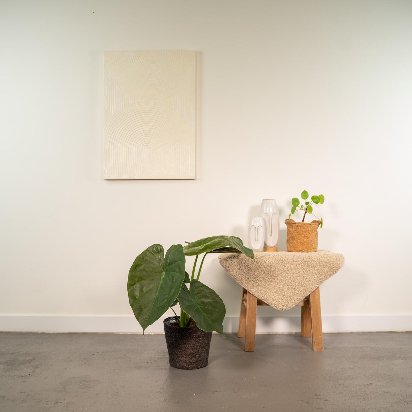 Alocasia Wentii - Elefantenohr mit Korb Ø19cm, 65cm hoch
