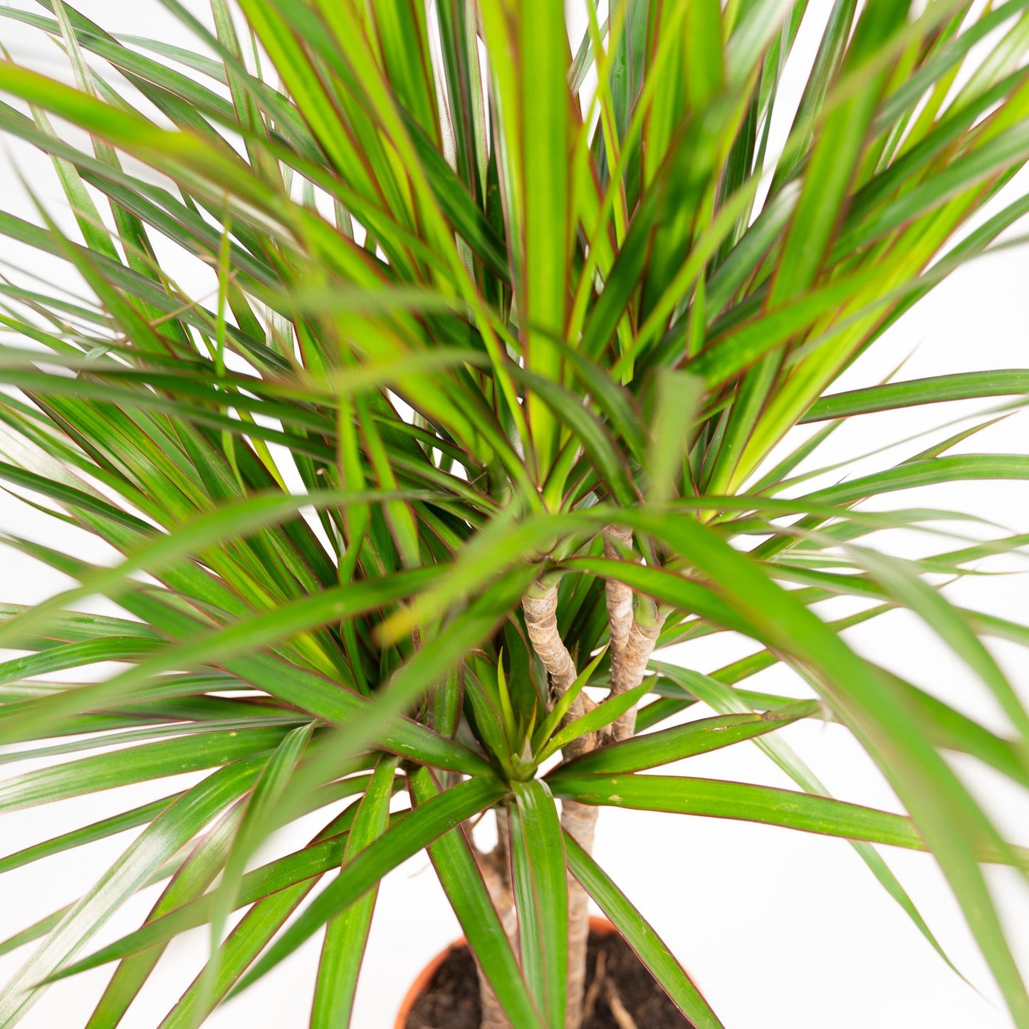 Dracaena Marginata – Pflegleichter Drachenbaum Ø21cm, 120cm hoch