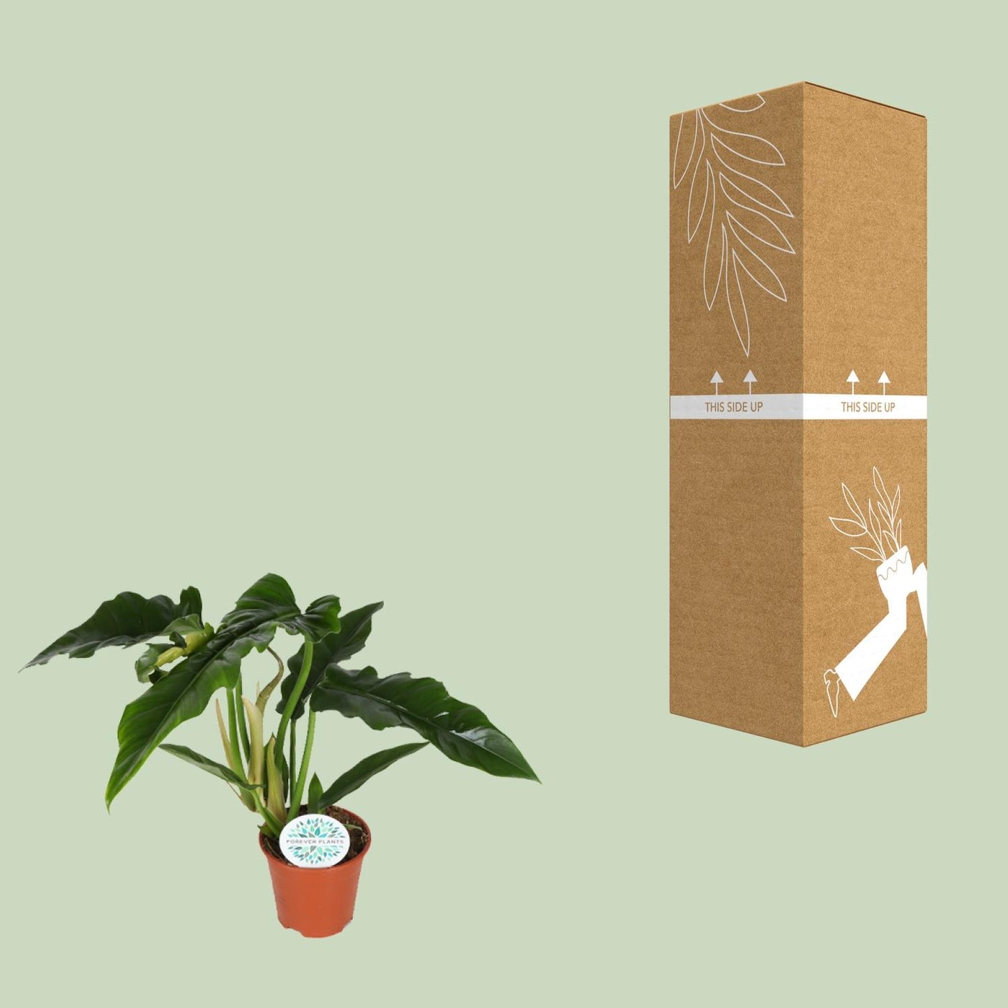 Philodendron Narrow – Pflegeleichte & elegante Zimmerpflanze Ø14cm