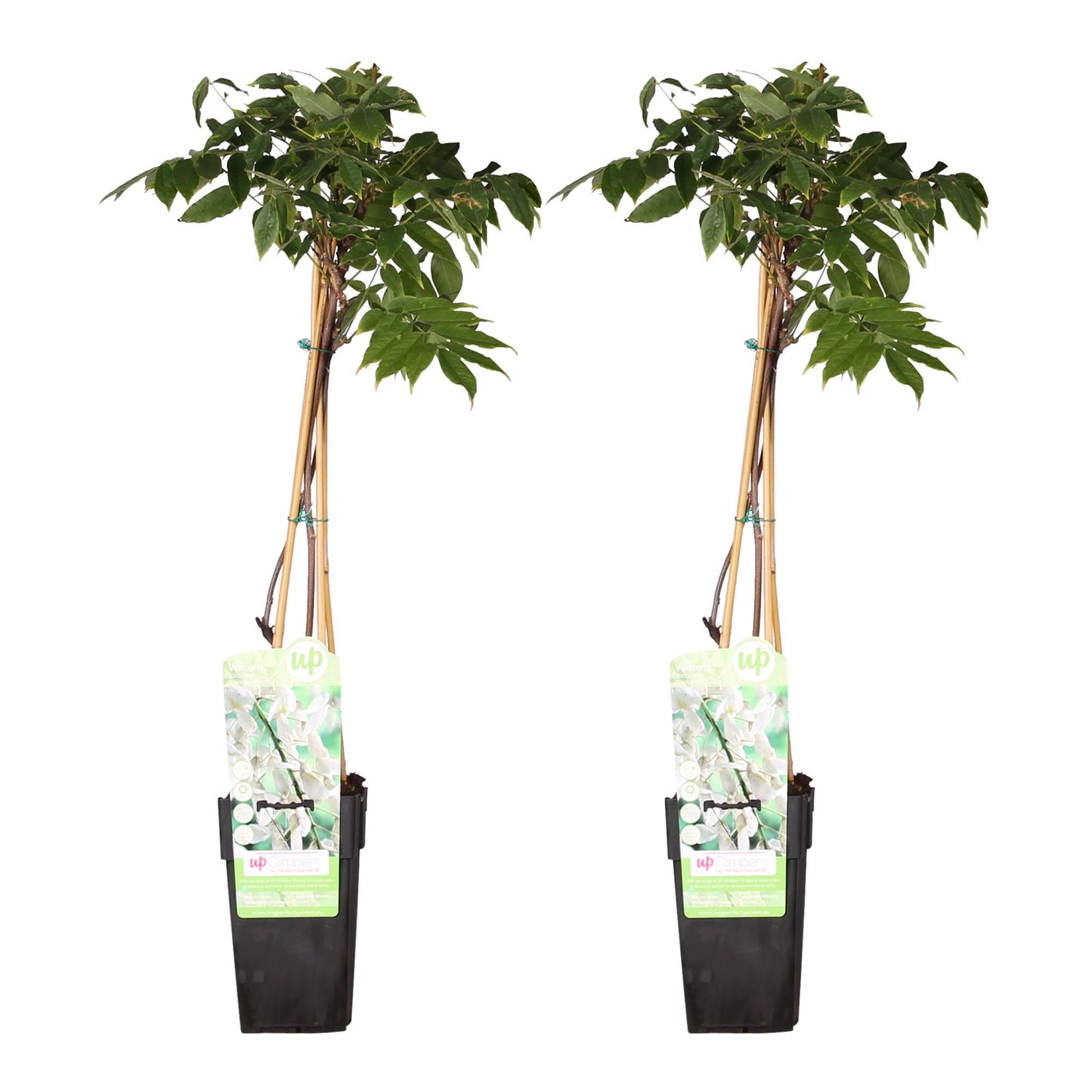 2x Wisteria floribunda 'Longissima Alba' – Weißer Regen, Ø15cm