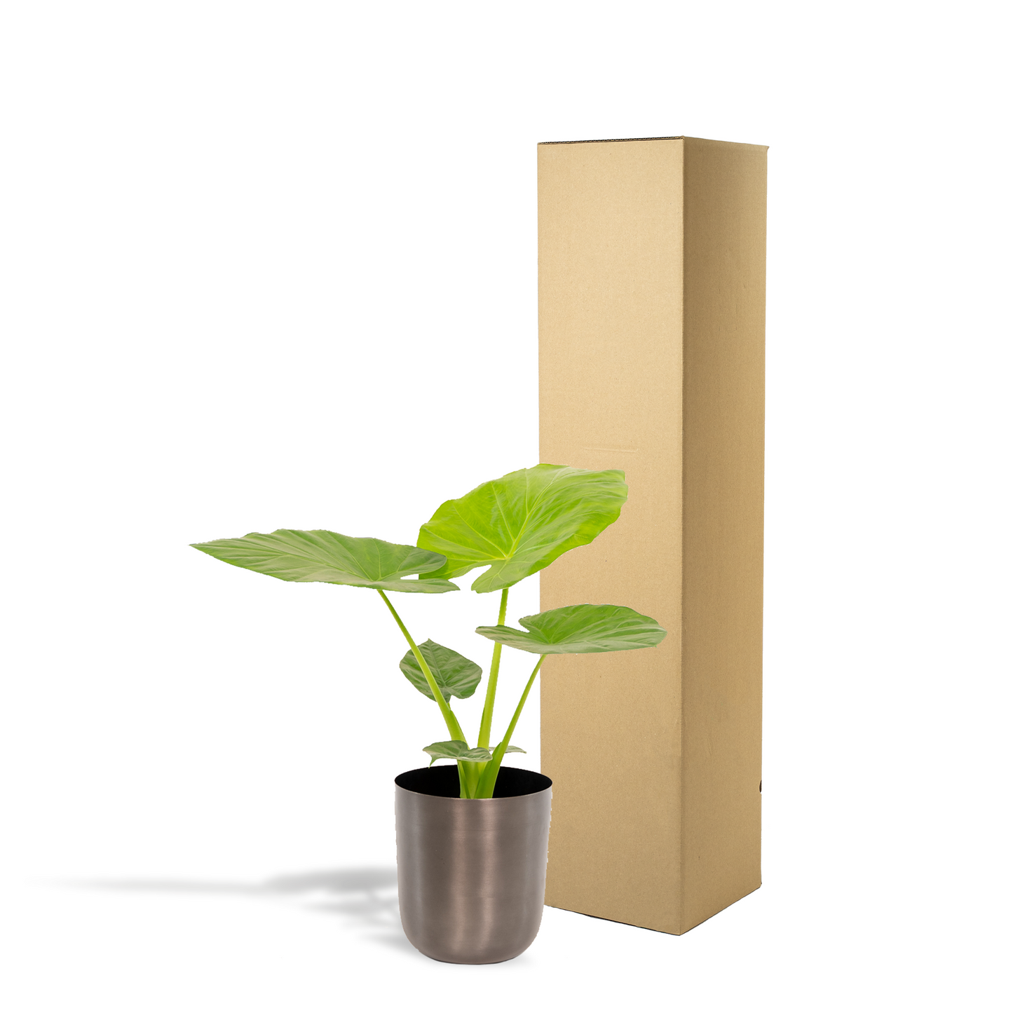 Alocasia Macrorrhiza Elefantenohr Ø19cm, ca. 70cm hoch mit Mayk Lead Topf