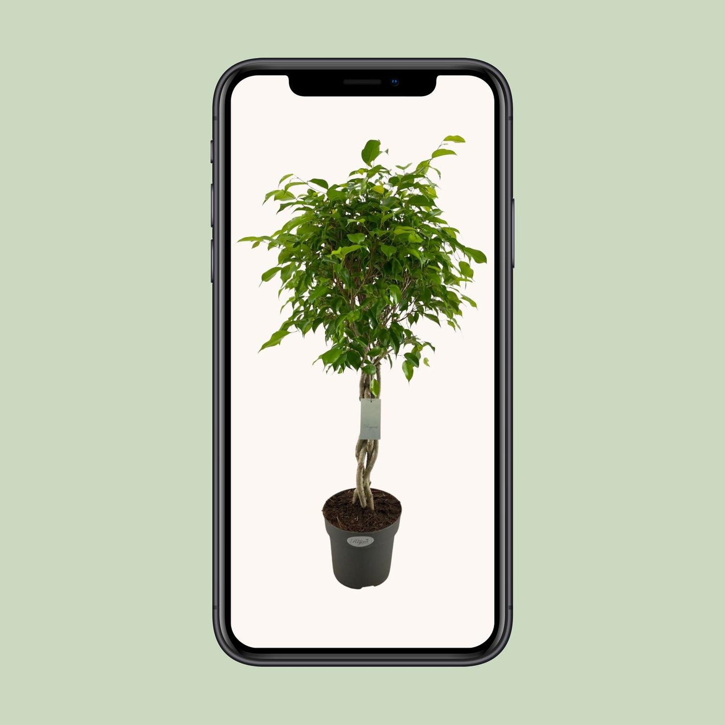 Ficus Benjamina Exotica Geflechtstamm Ø24cm, 100cm Höhe