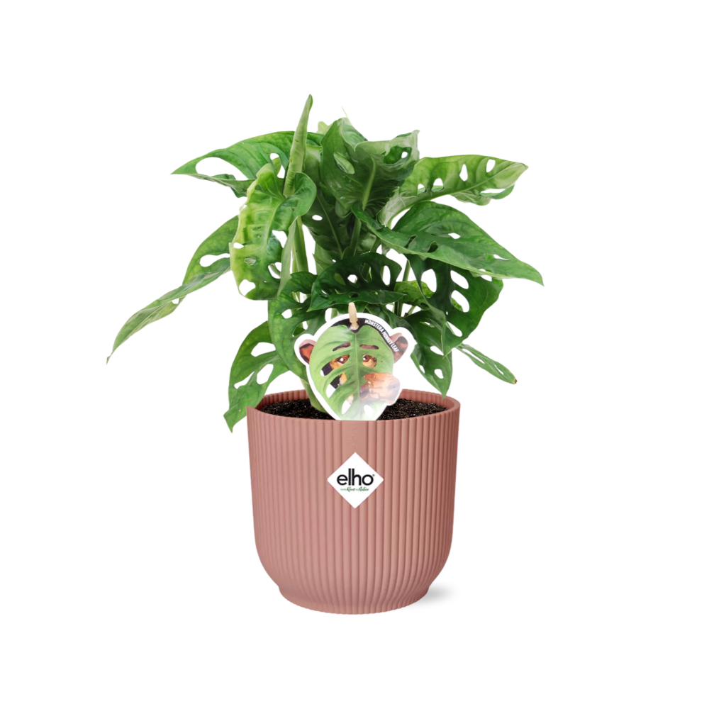 Monstera ‘Monkey Leaf’ im ELHO Vibes Fold 14cm Topf rosa