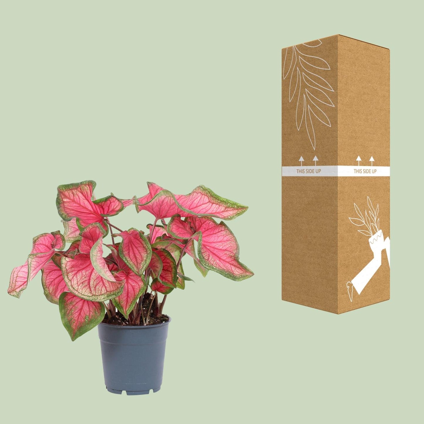 Caladium Sweetheart – Pflegeleichte Engelsflügel Ø12cm