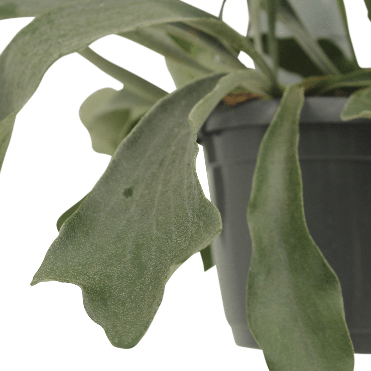 2x Kokodama Platycerium Hang – Hirschhornfarn 35cm