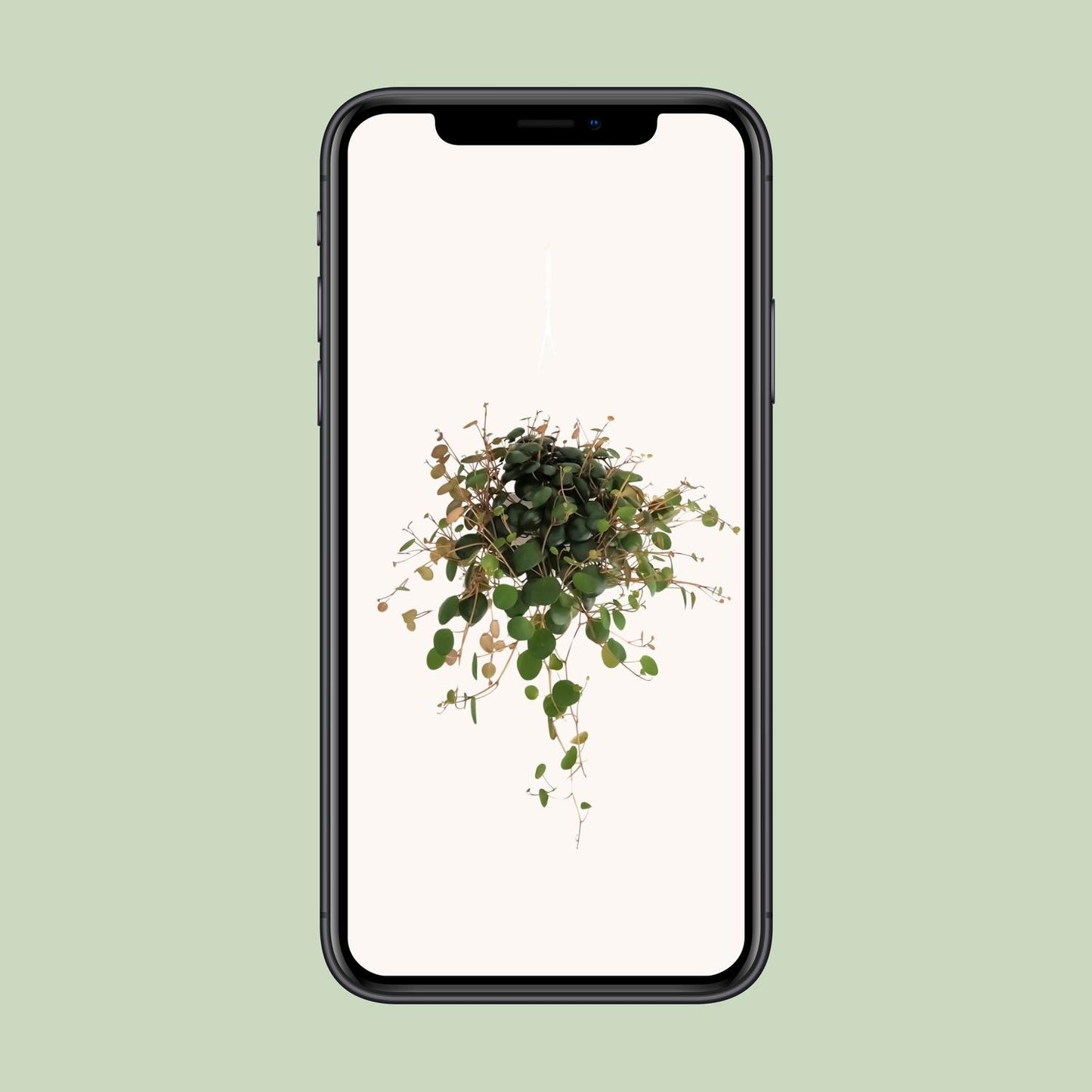 Peperomia Pepperspot – Pflegeleichte Zimmerpflanze Ø11cm