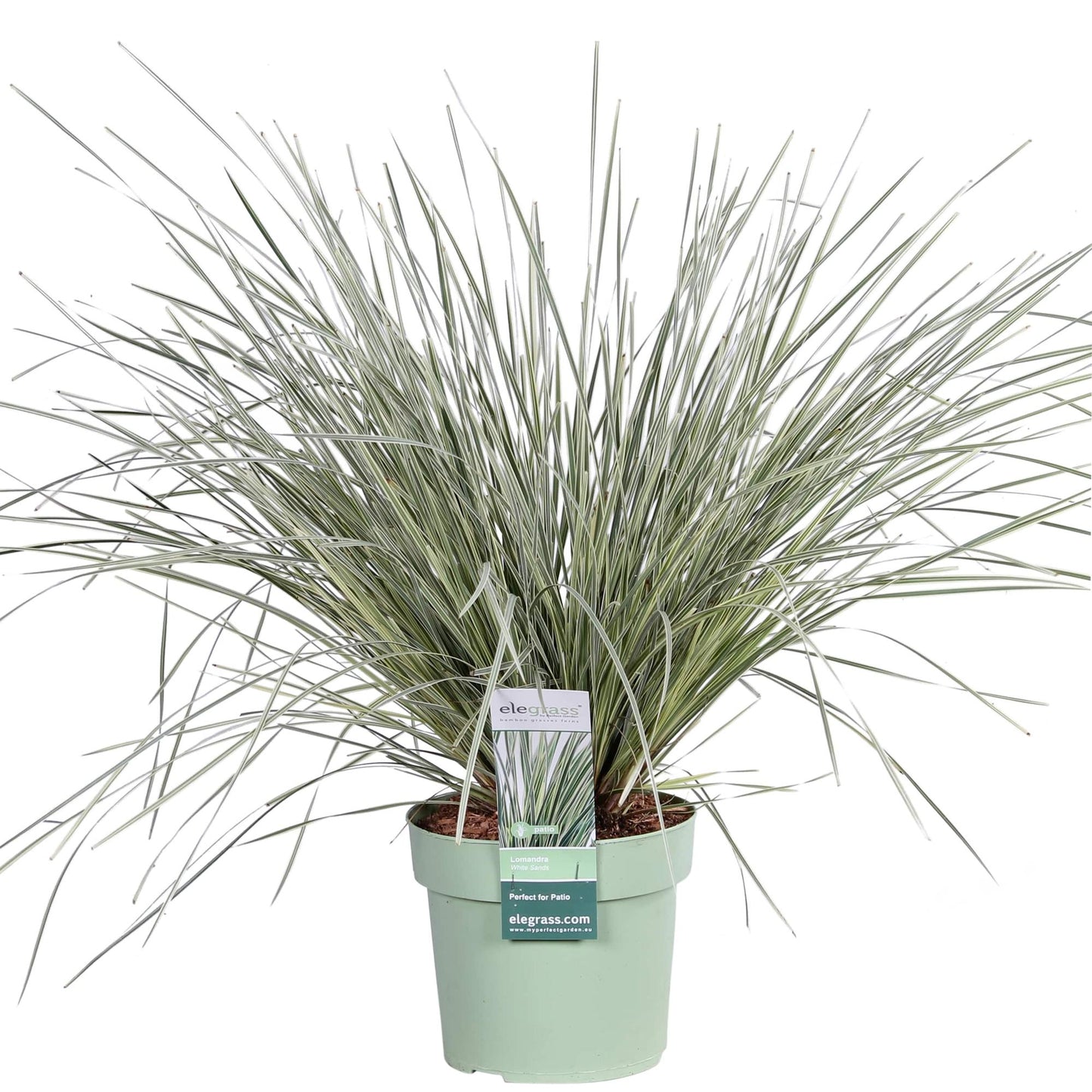 Lomandra longifolia 'White Sands' – pflegeleichte Terrassenpflanze Ø19cm