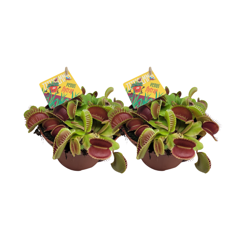 Dionaea Muscipula - Venusfliegenfalle im 2er-Set Ø12cm
