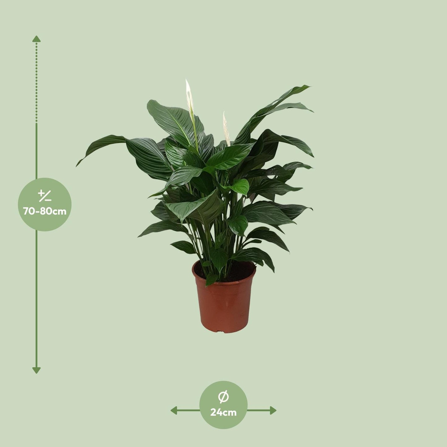 Friedenslilie Spathiphyllum Sweet Silvana Ø24cm, ca. 80cm