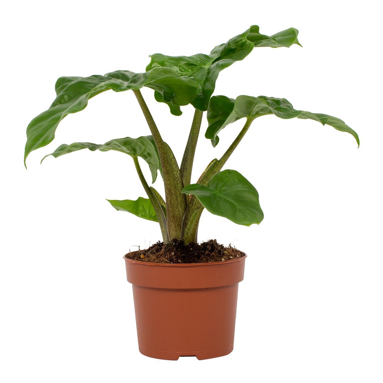 Alocasia Low Rider – Elefantenohr Zimmerpflanze Ø12cm