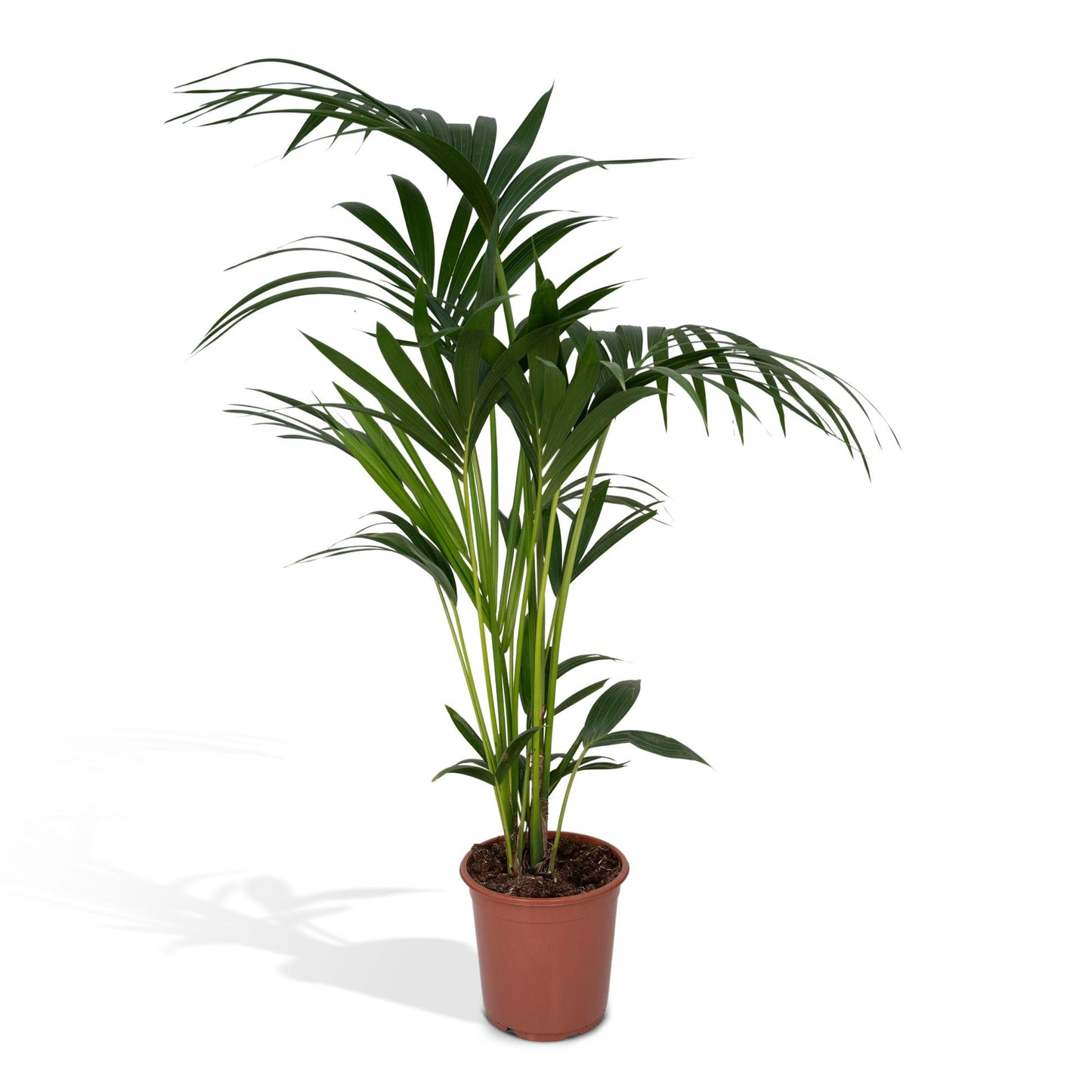 Howea forsteriana – Pflegeleichte Kentia-Palme Ø21cm