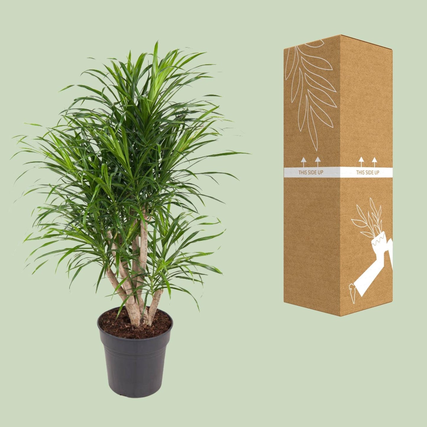 Dracaena Anita – Eleganter Drachenbaum Ø24cm, 100cm hoch