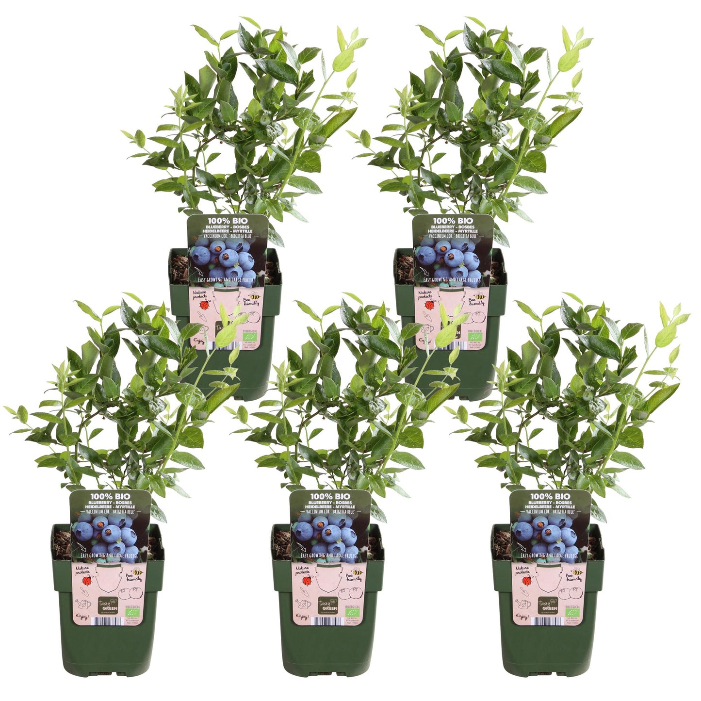 5x Vaccinium corymbosum 'Brigitta Blue' – Bio-Blaubeeren Ø13cm