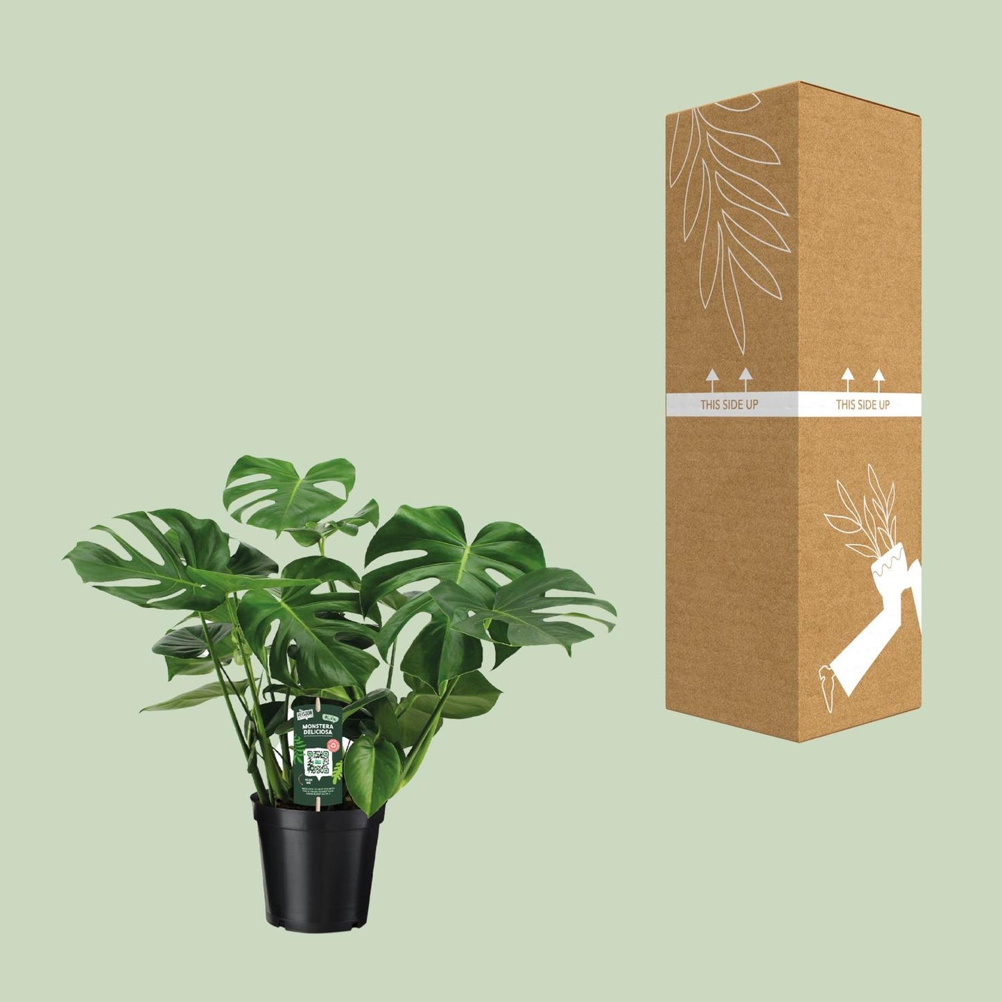 Monstera Deliciosa – Pflegeleichte Trendpflanze Ø21cm