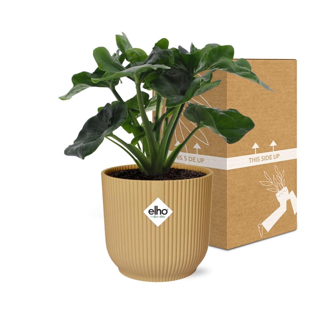 Philodendron Atom im ELHO Vibes Fold 14cm Topf Gelb
