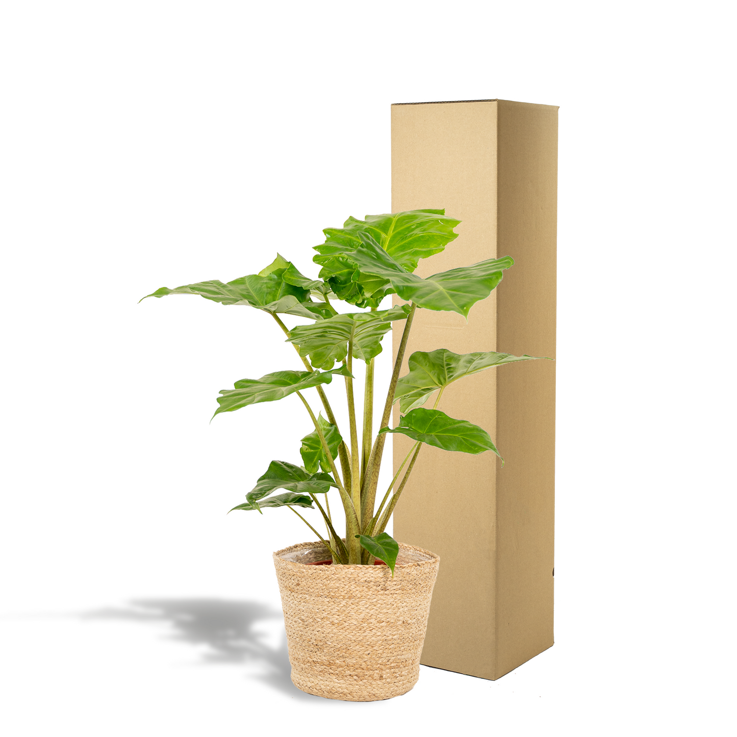 Alocasia Portodora Ø21cm – Elefantenohr mit Korb Selin