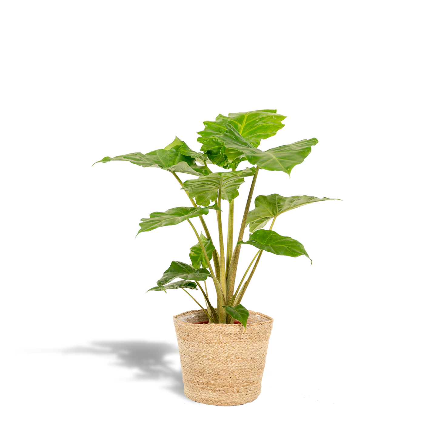 Alocasia Portodora Ø21cm – Elefantenohr mit Korb Selin