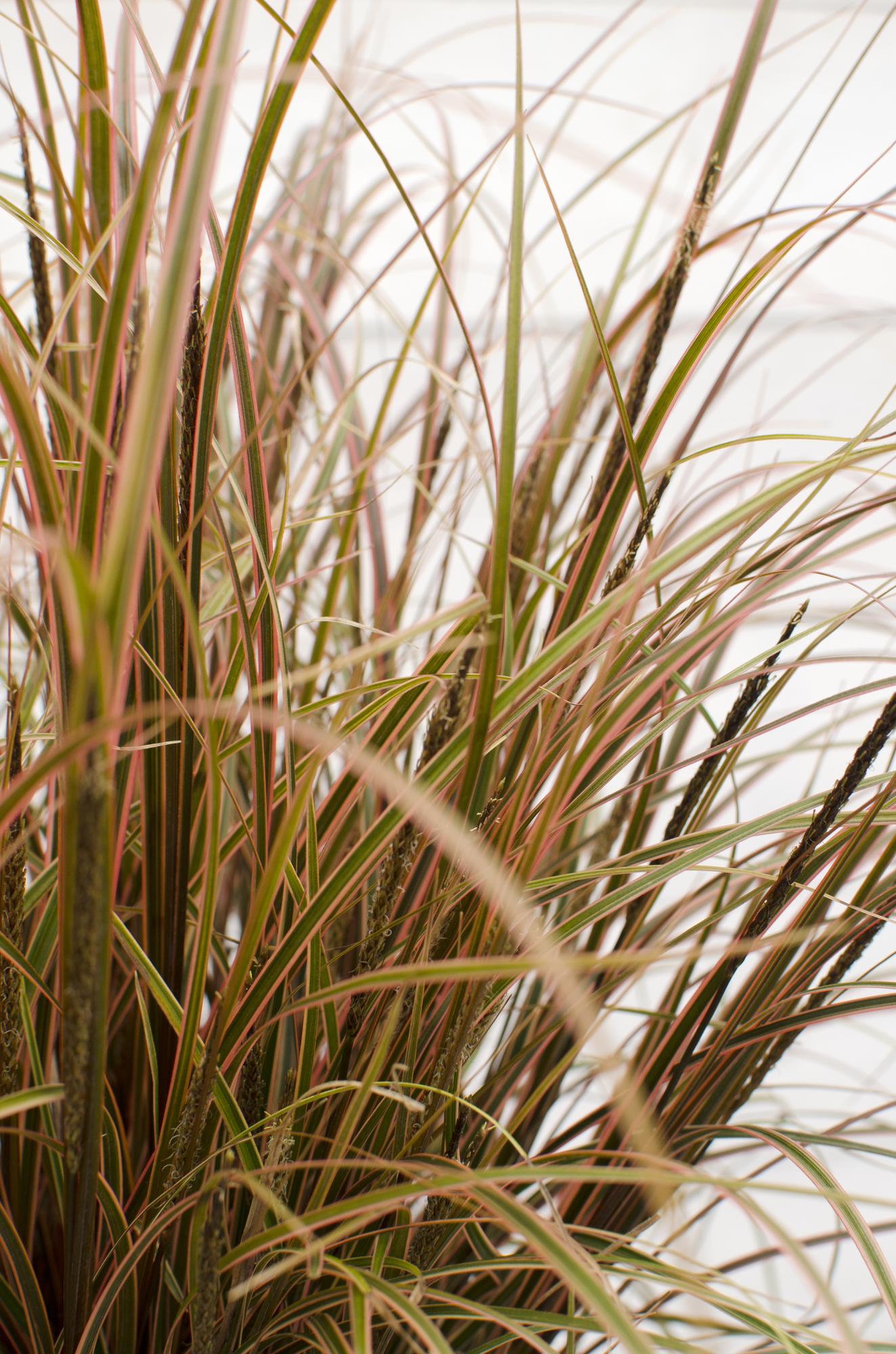 Uncinia rubra Everflame – Rotes Ziergras Ø19cm