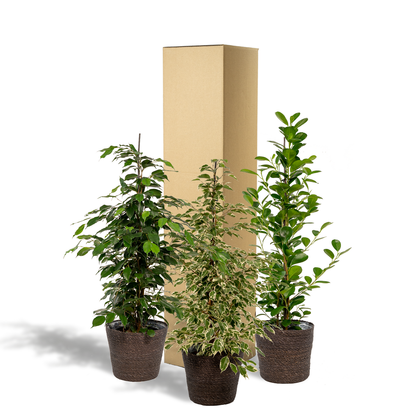 Ficus Trio Set mit Korb – Ø21cm, ca. 95cm Höhe