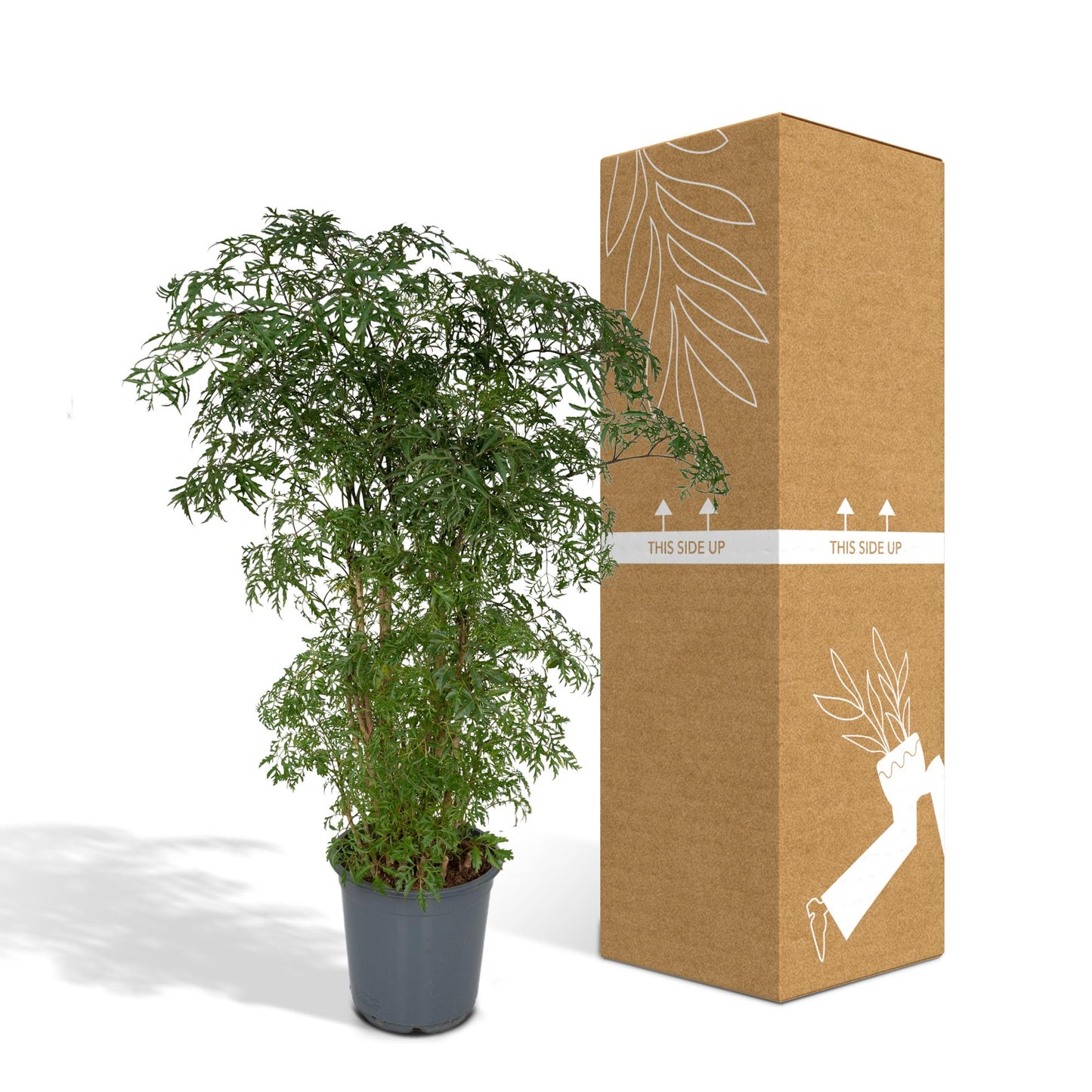 Polyscias Fruticosa (Aralia) – Stilvolle, pflegeleichte Zimmerpflanze Ø21cm