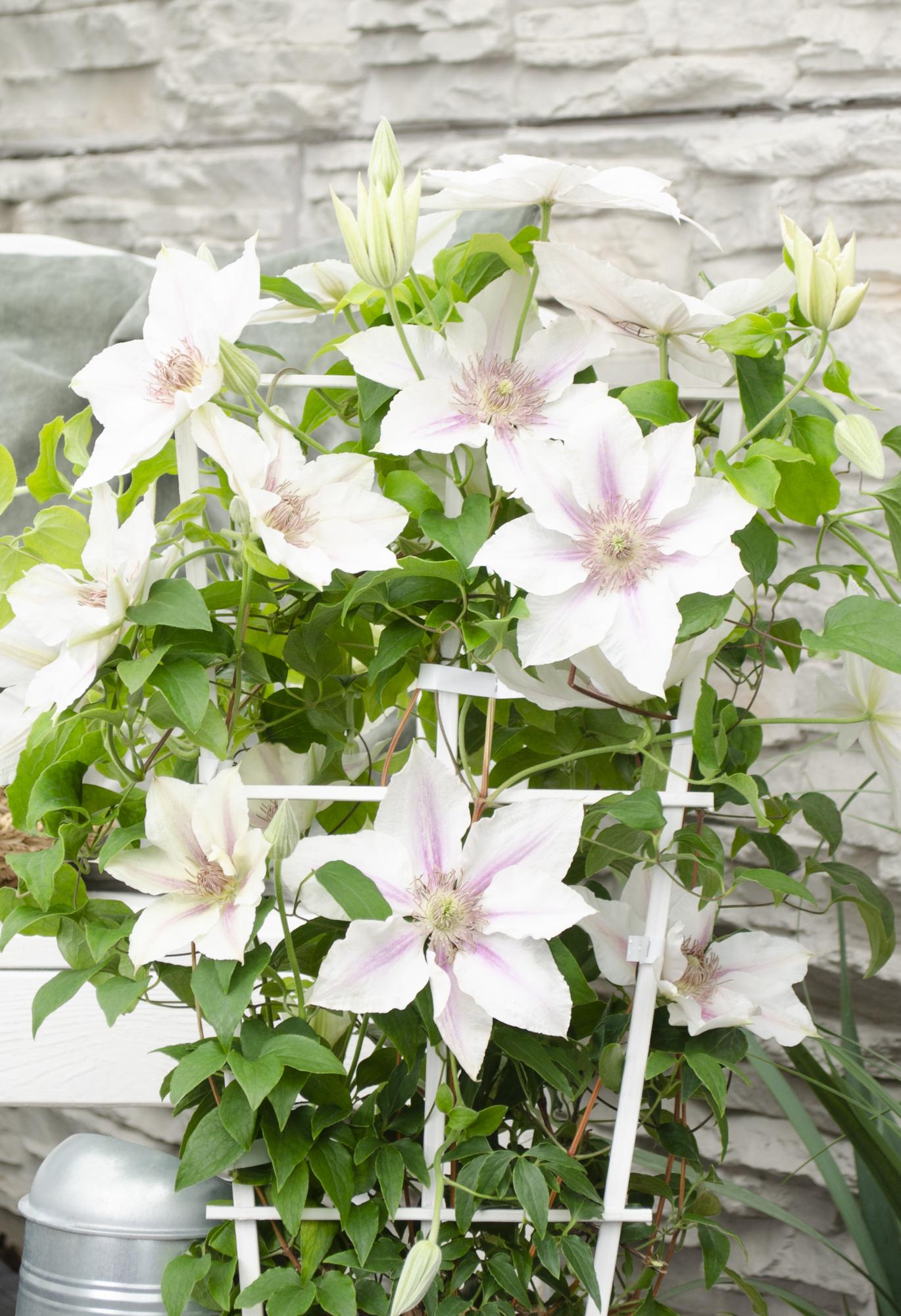 Clematis Corinne – Weiße Blütenpracht Ø15cm, Höhe 65cm