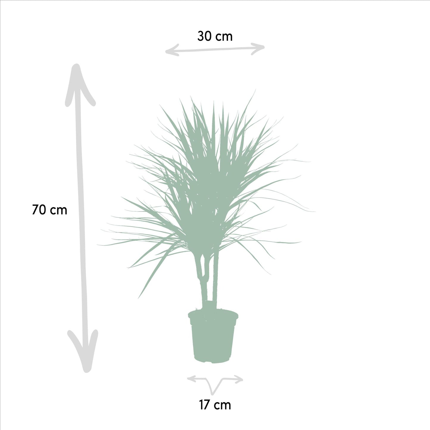 Dracaena Marginata – Pflegeleichter Drachenbaum Ø17cm, 90cm