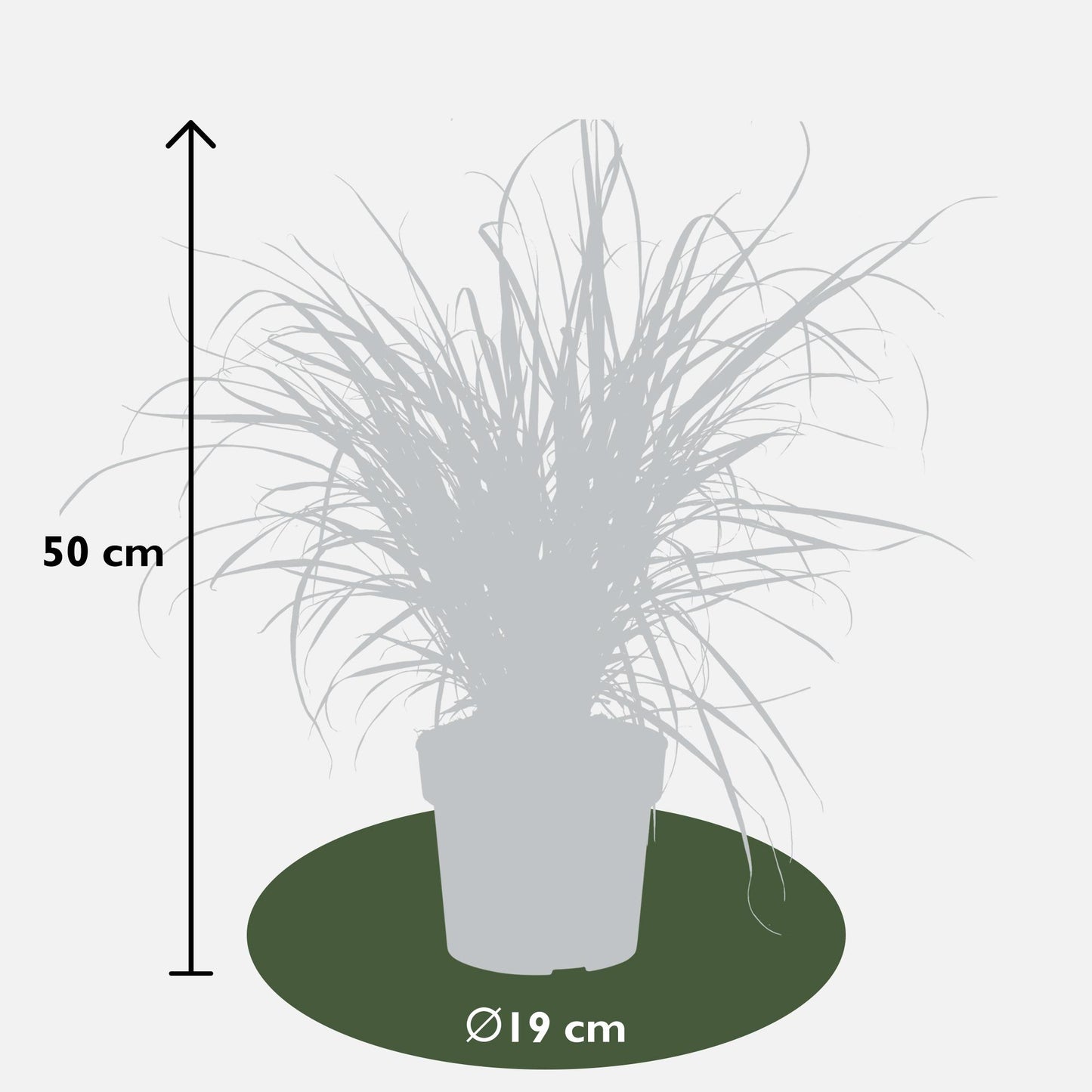 Pennisetum x advena 'Summer Samba' – Ziergras Ø19cm Topf