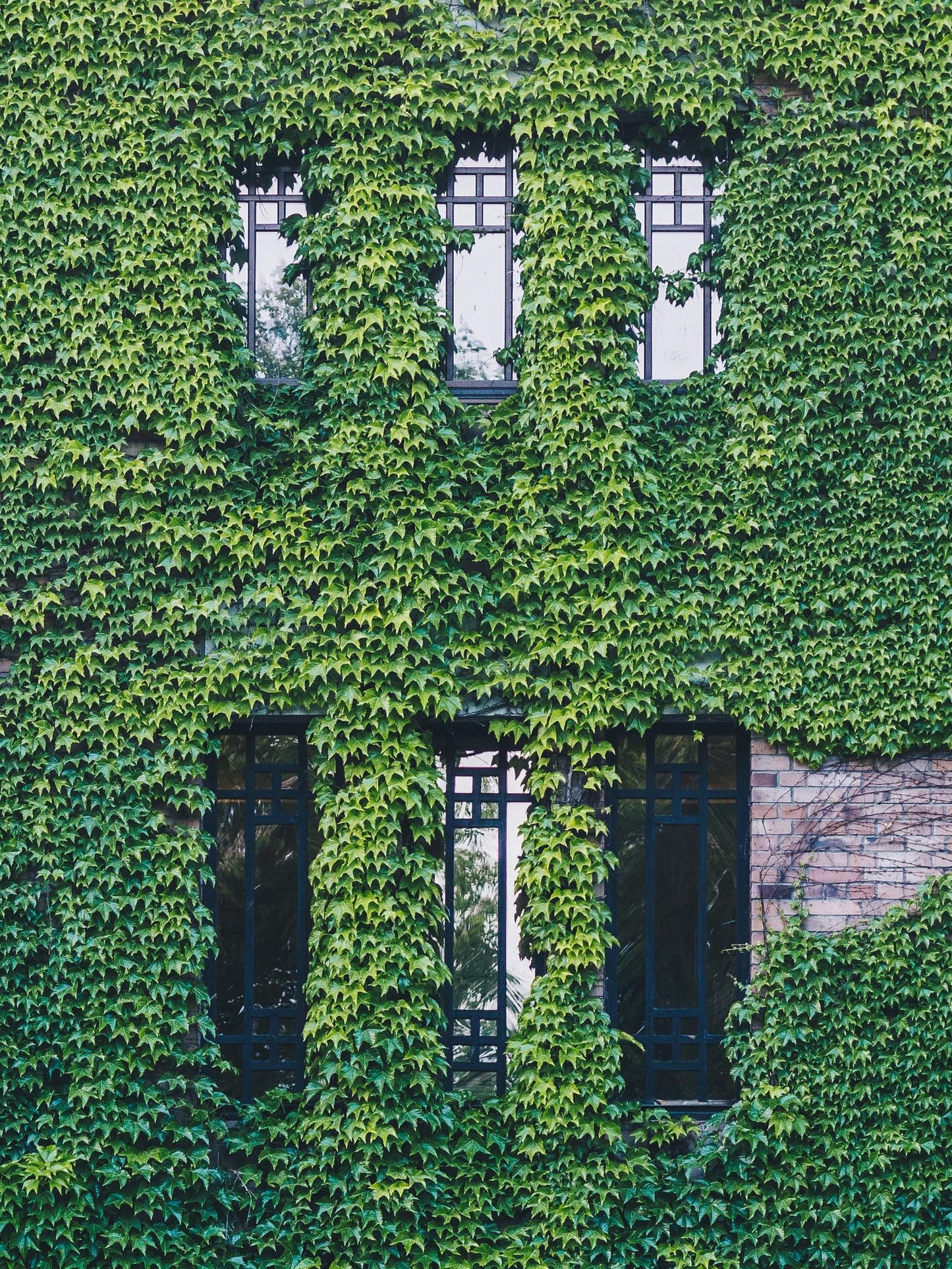 Hedera hibernica – Pflegeleichter, immergrüner Efeu Ø15cm