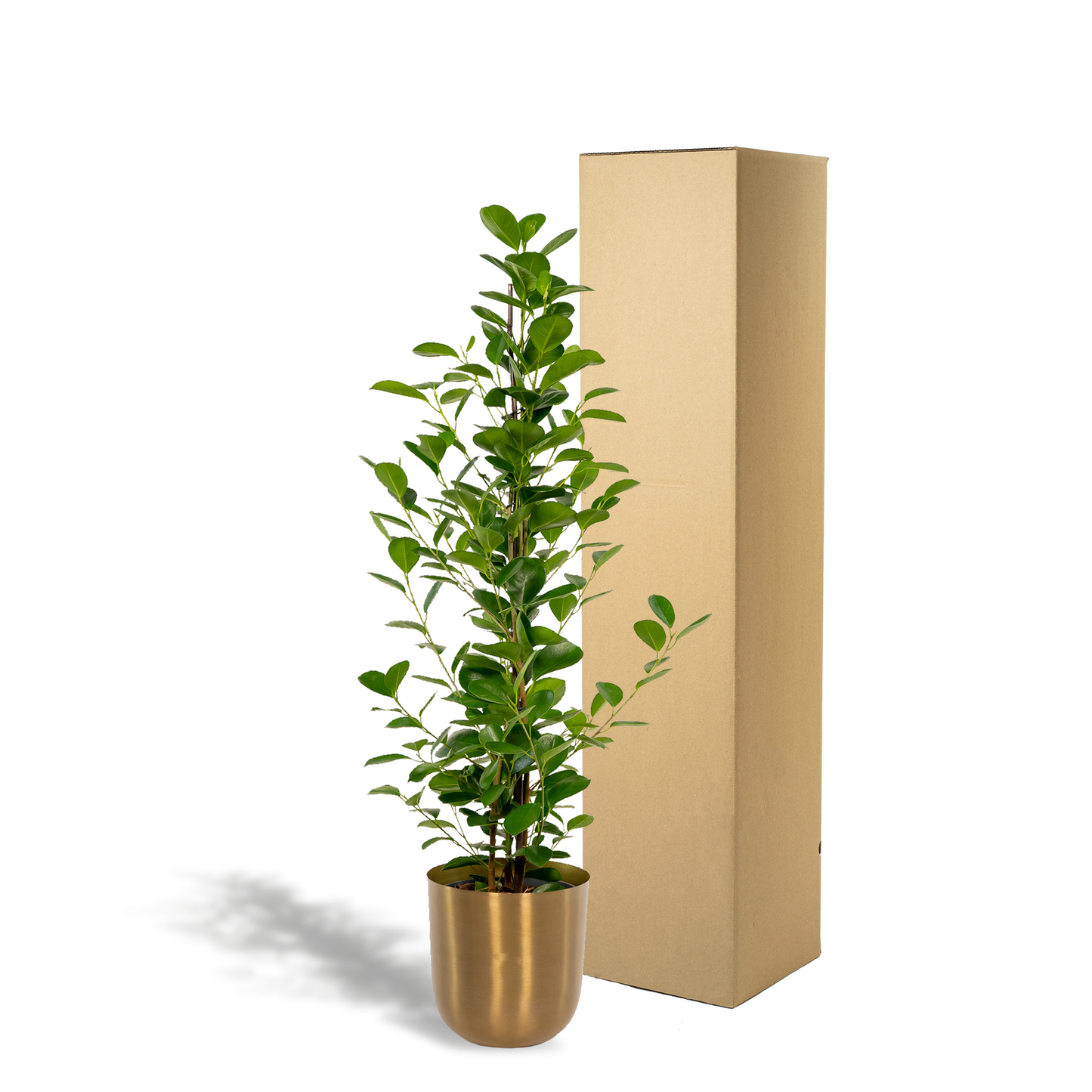 Ficus microcarpa Moclame – Luftreinigende XXL-Zimmerpflanze Ø21cm