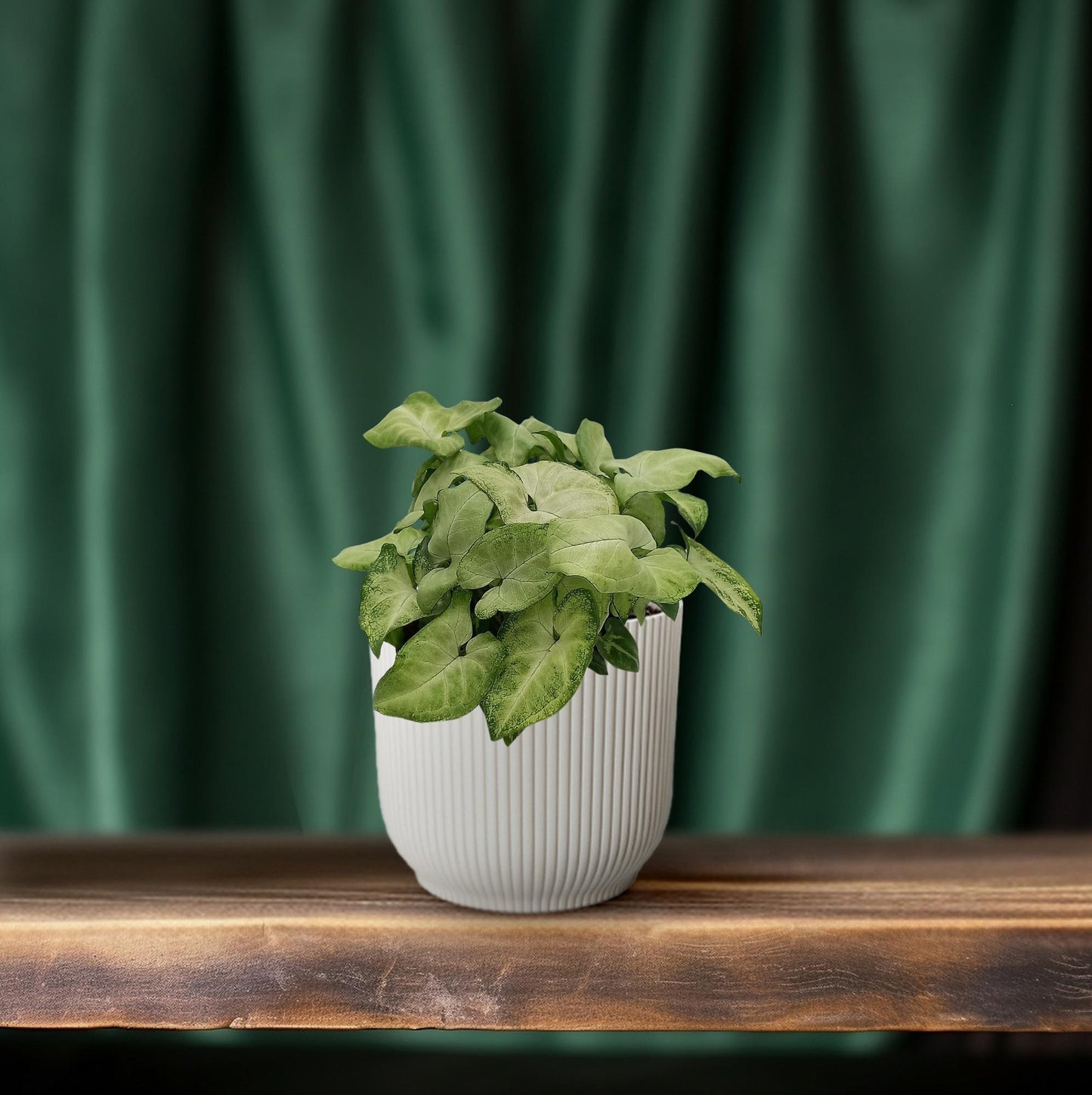 Syngonium 'White Butterfly' – kompakte Pfeilblattrebe Ø13cm